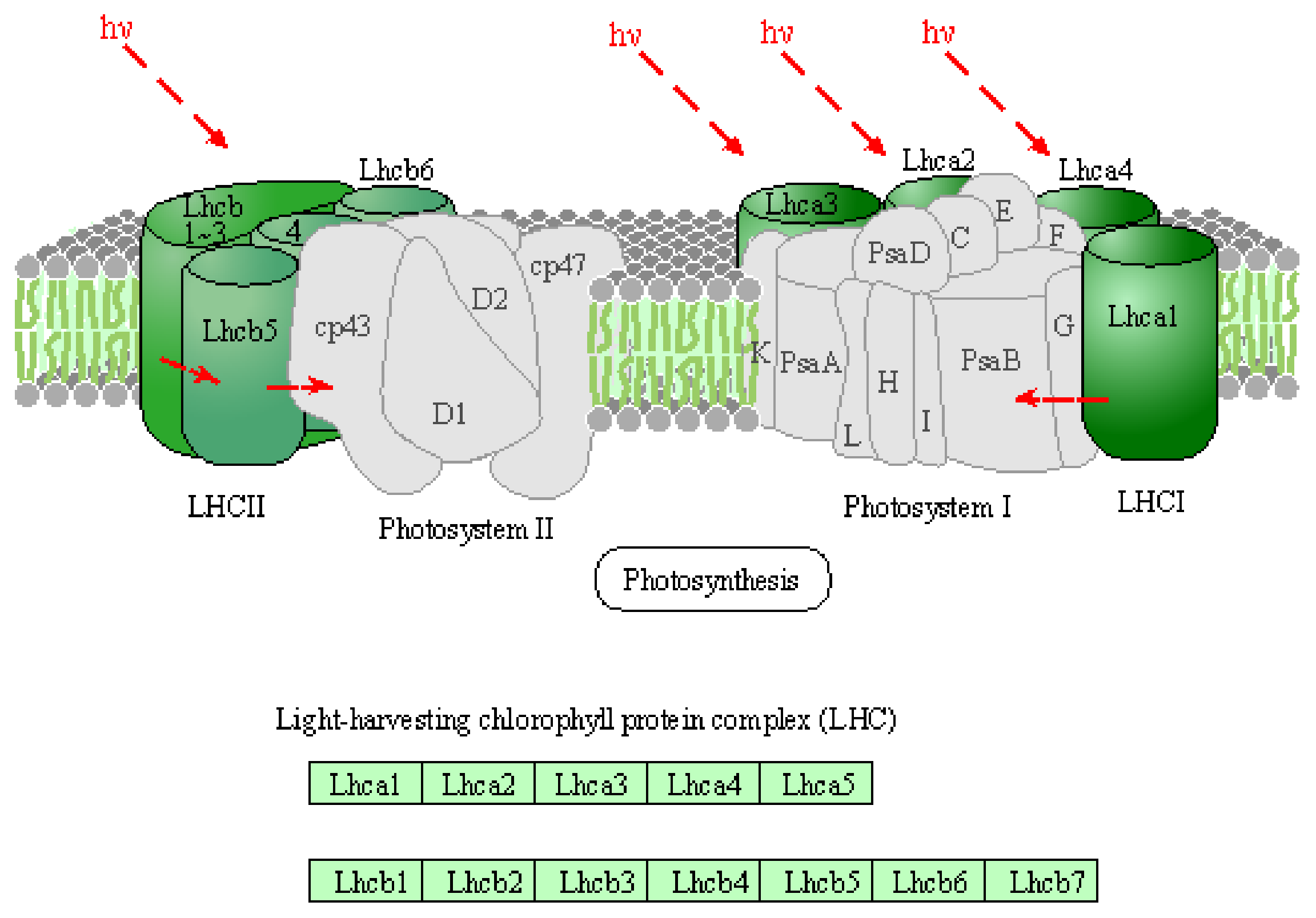 Agronomy 12 00259 g009