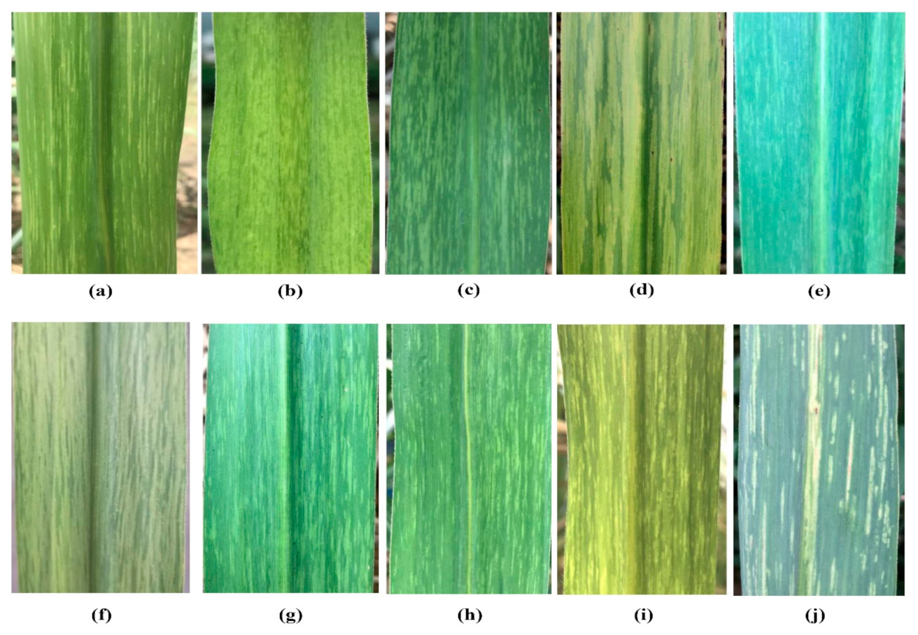 Agronomy 12 00302 g001