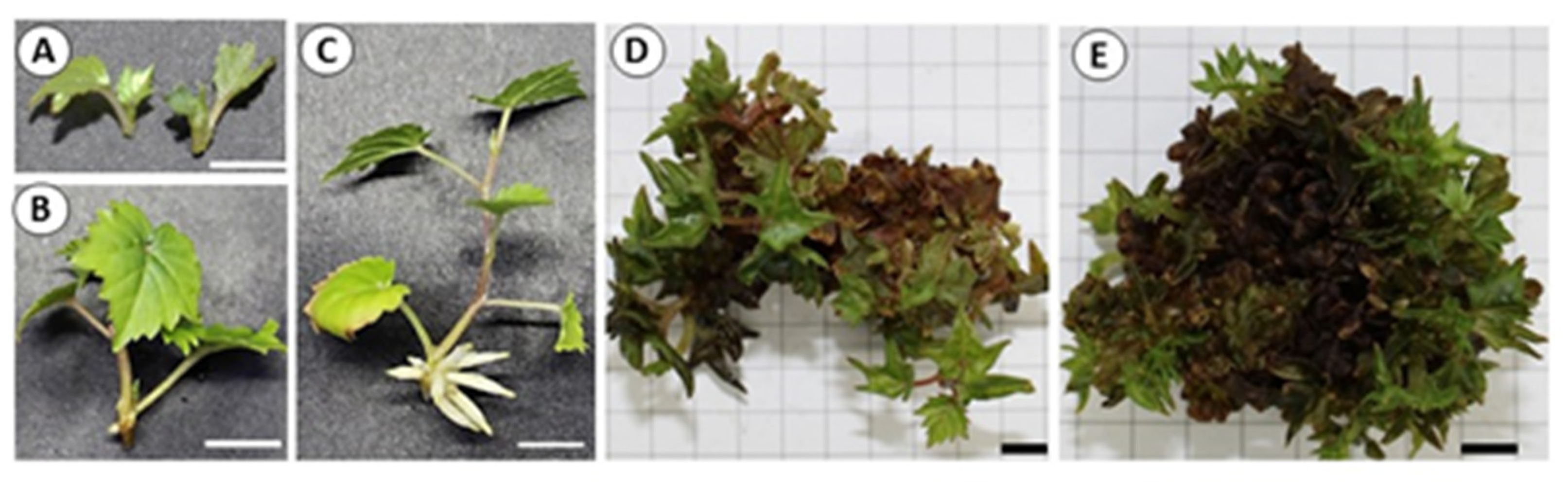 Agronomy 12 00308 g001 Agronomy 12 00308 g001