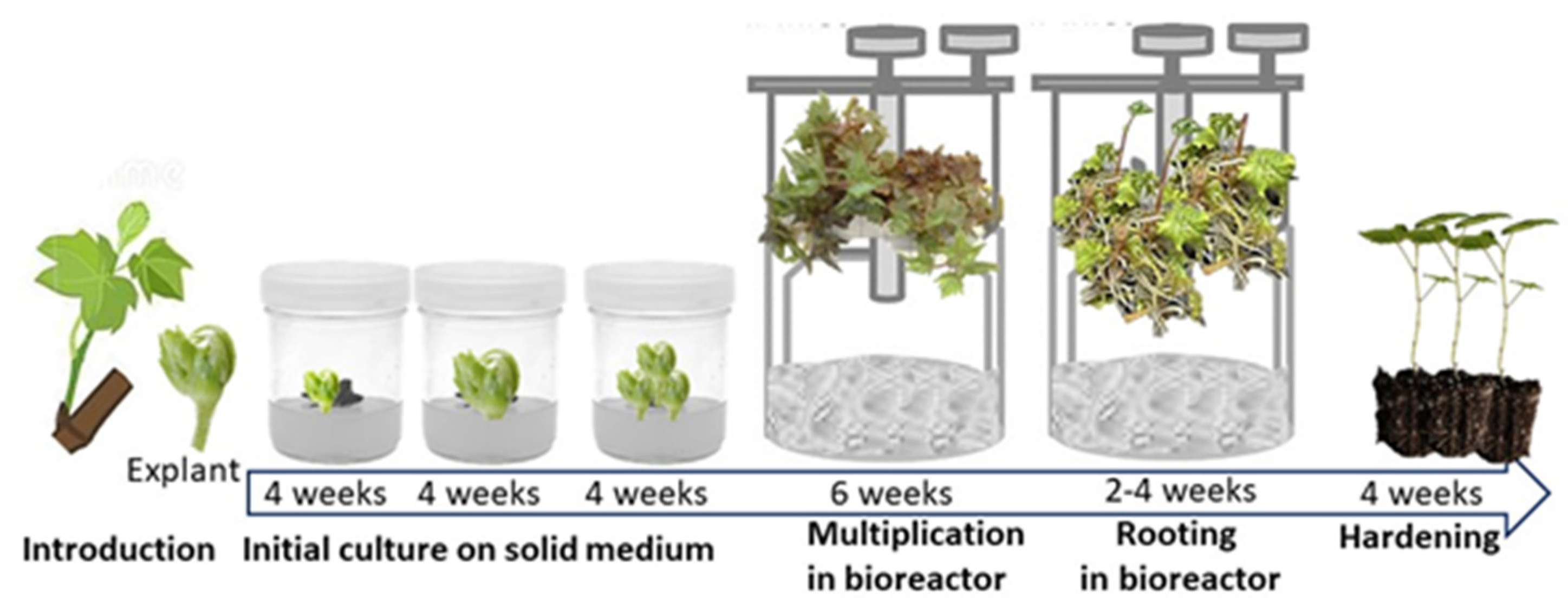 Agronomy 12 00308 g007 Agronomy 12 00308 g007