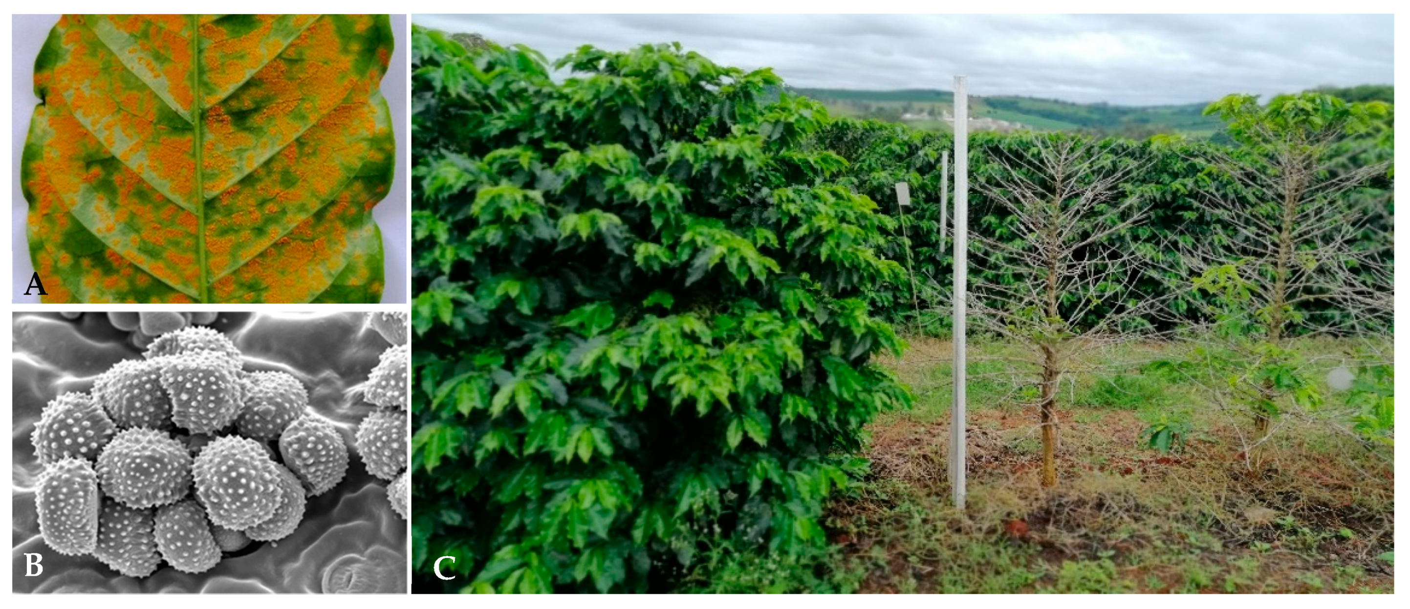 Agronomy 12 00326 g001