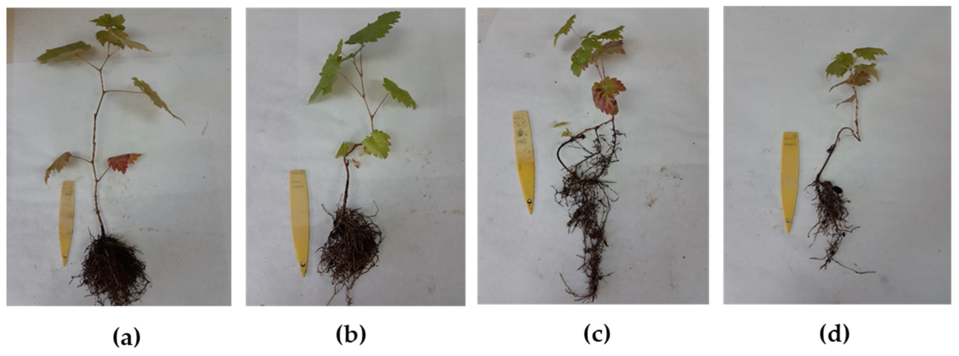 Agronomy 12 00336 g003