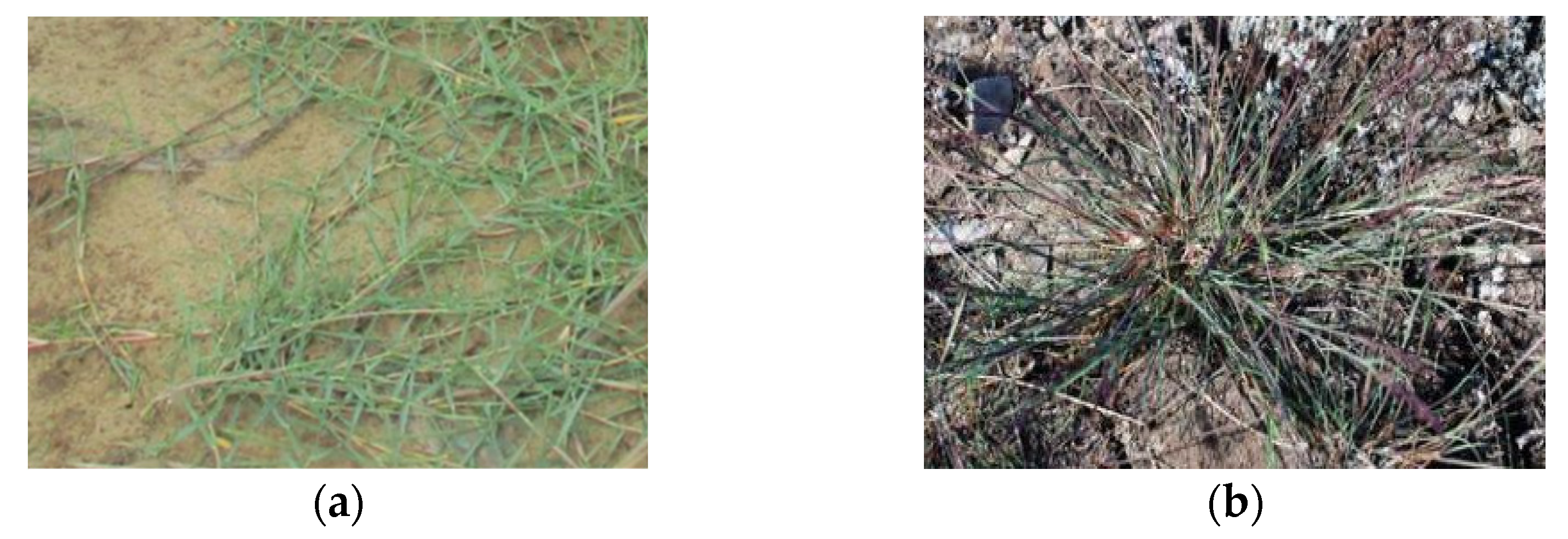 Agronomy 12 00341 g005a