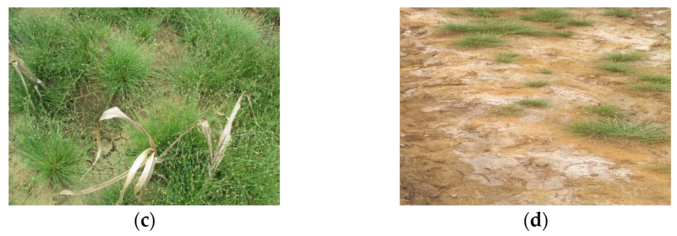 Agronomy 12 00341 g005b