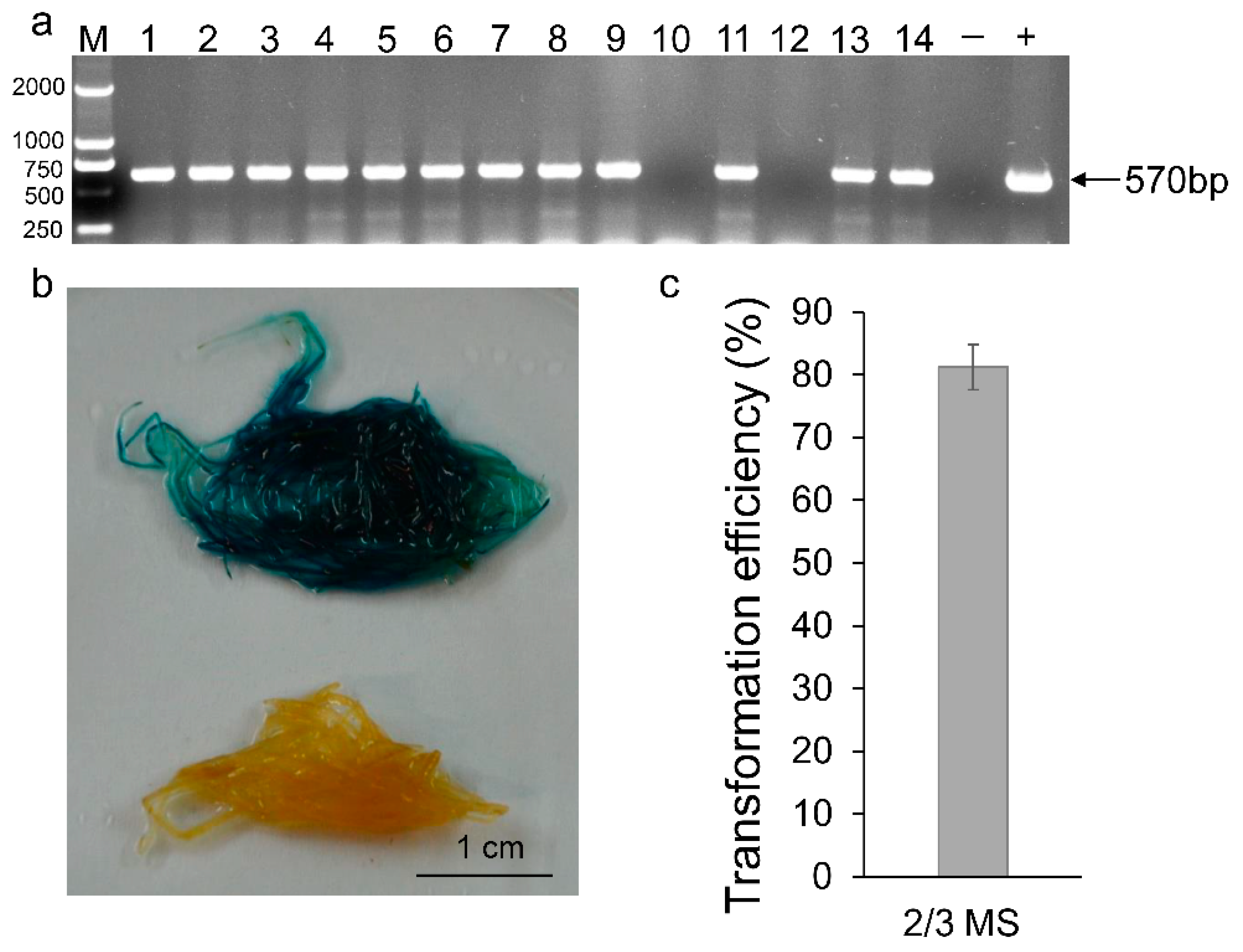 Agronomy 12 00348 g004 Agronomy 12 00348 g004