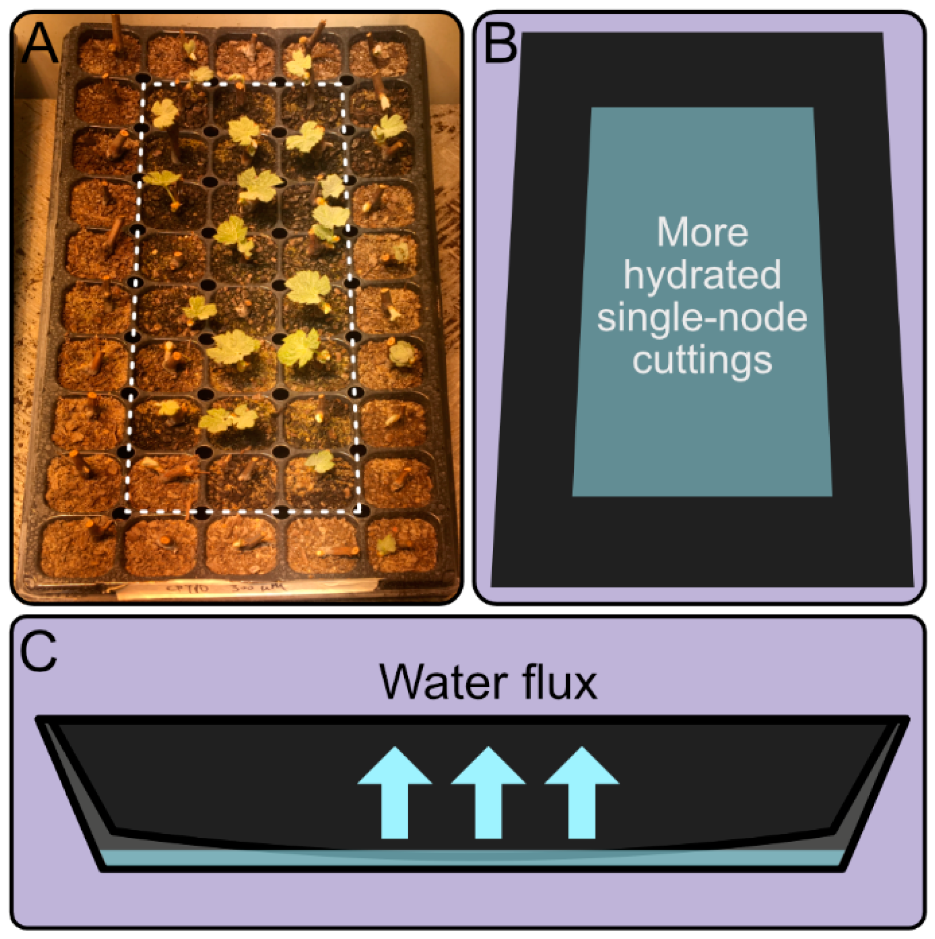 Agronomy 12 00360 g001