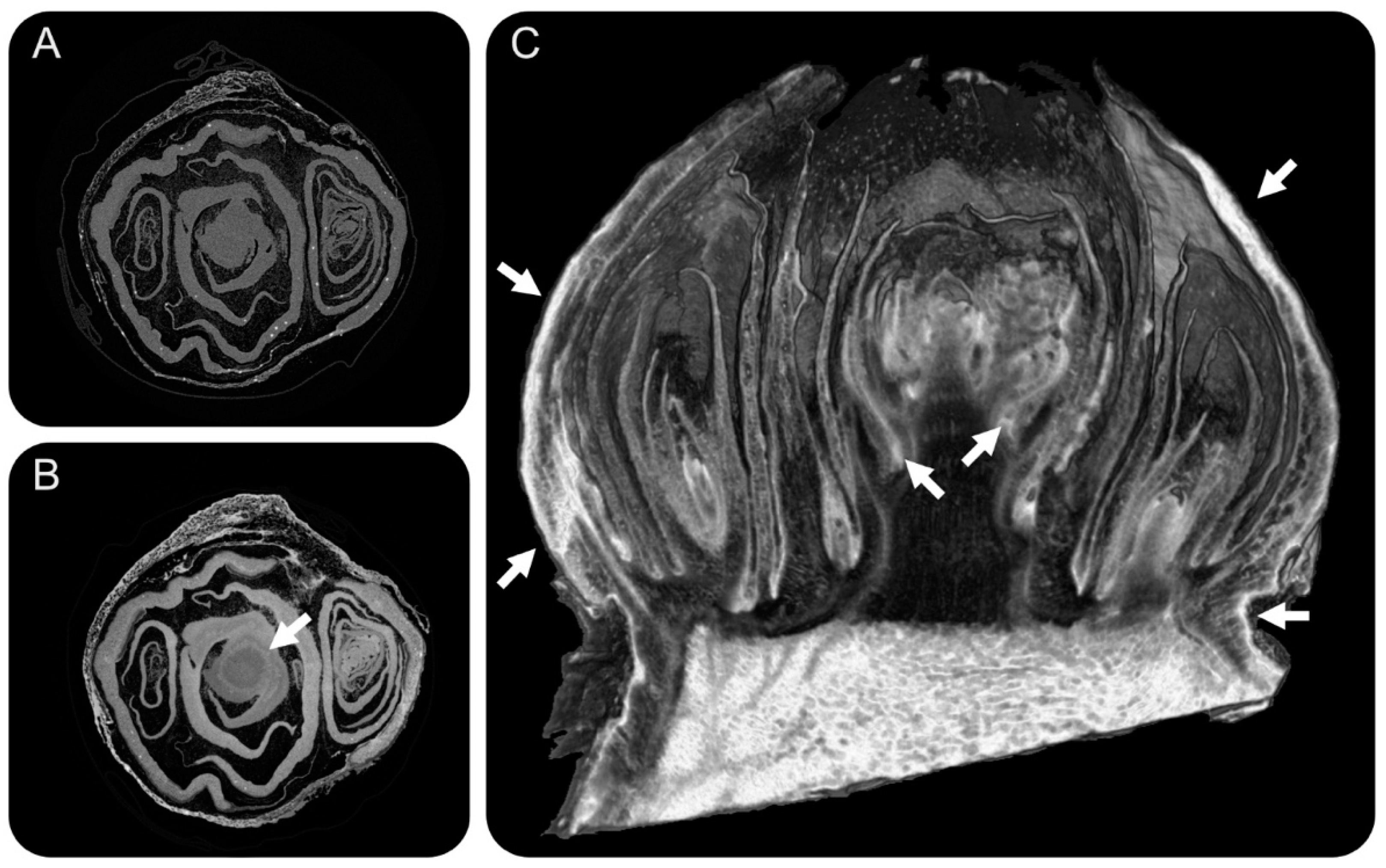 Agronomy 12 00360 g002