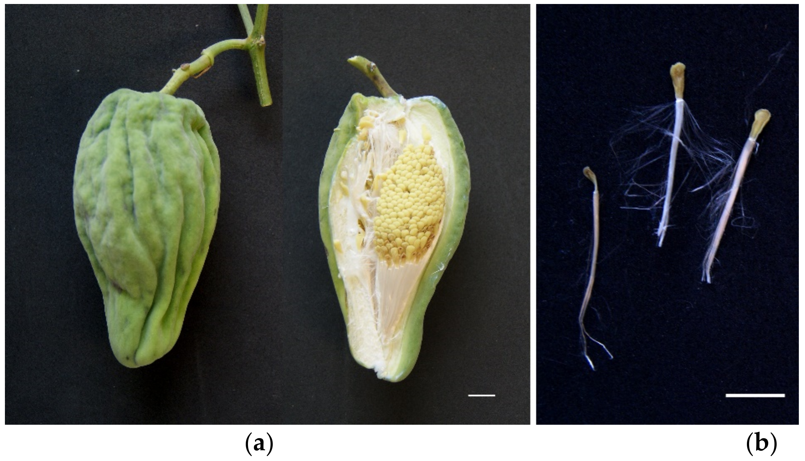Agronomy 12 00361 g001