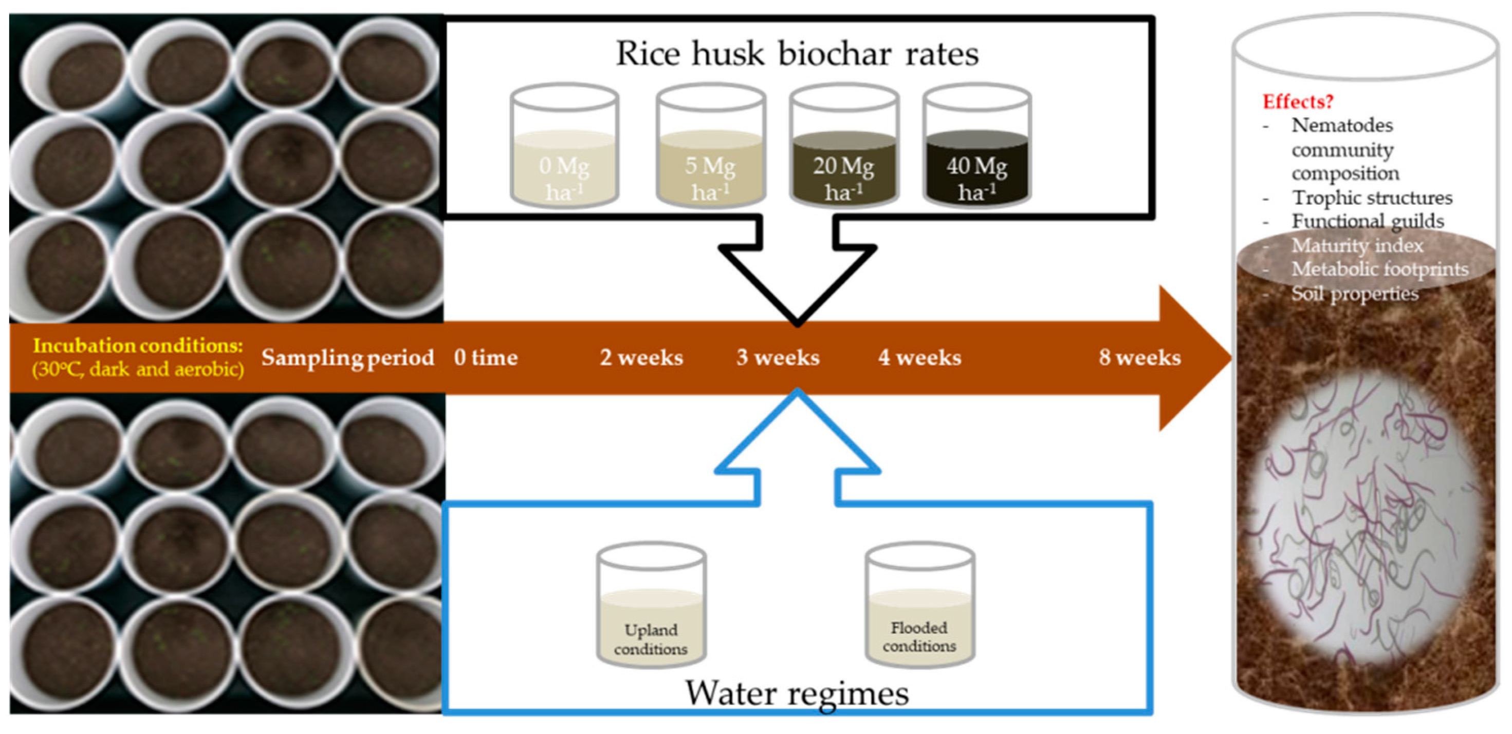 Agronomy 12 00378 g001