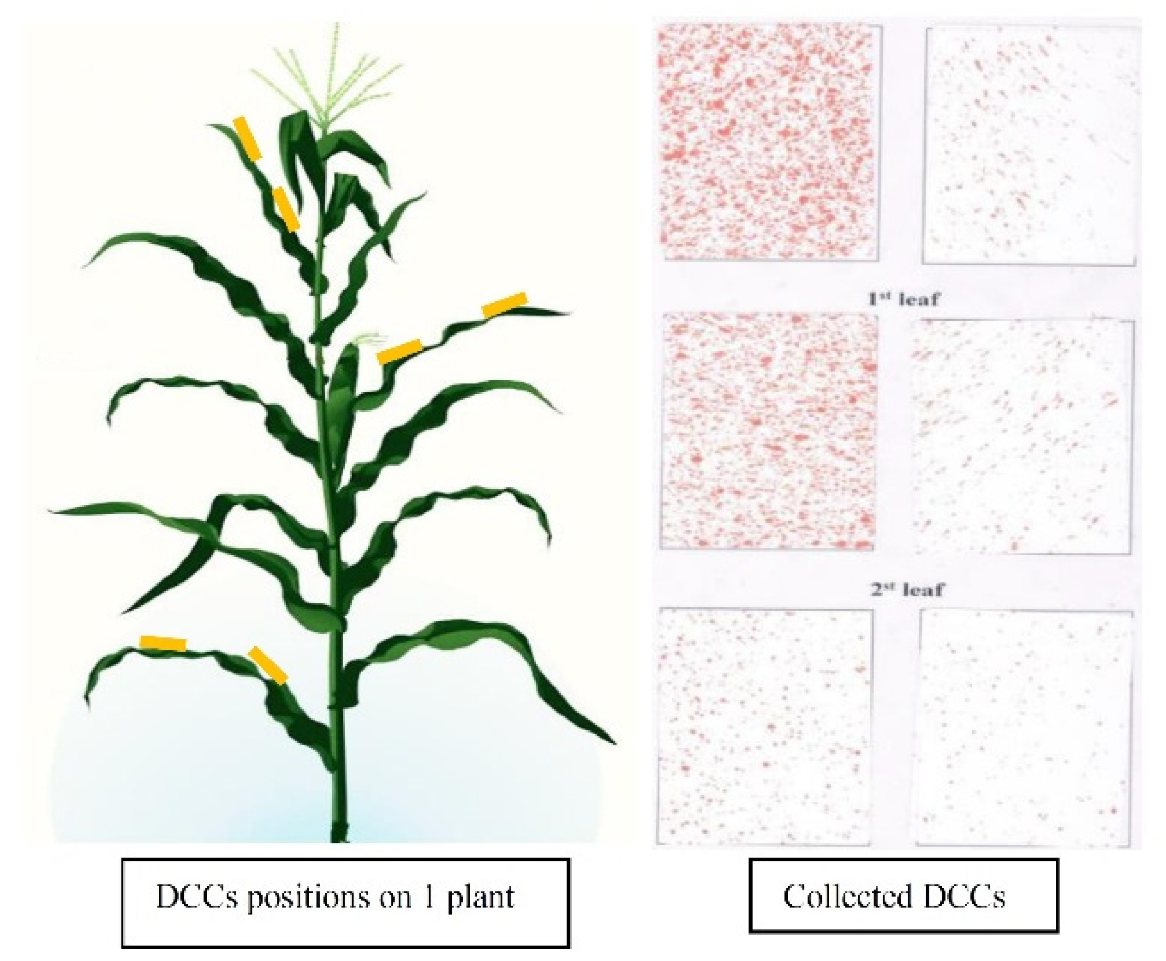 Agronomy 12 00385 g002 Agronomy 12 00385 g002