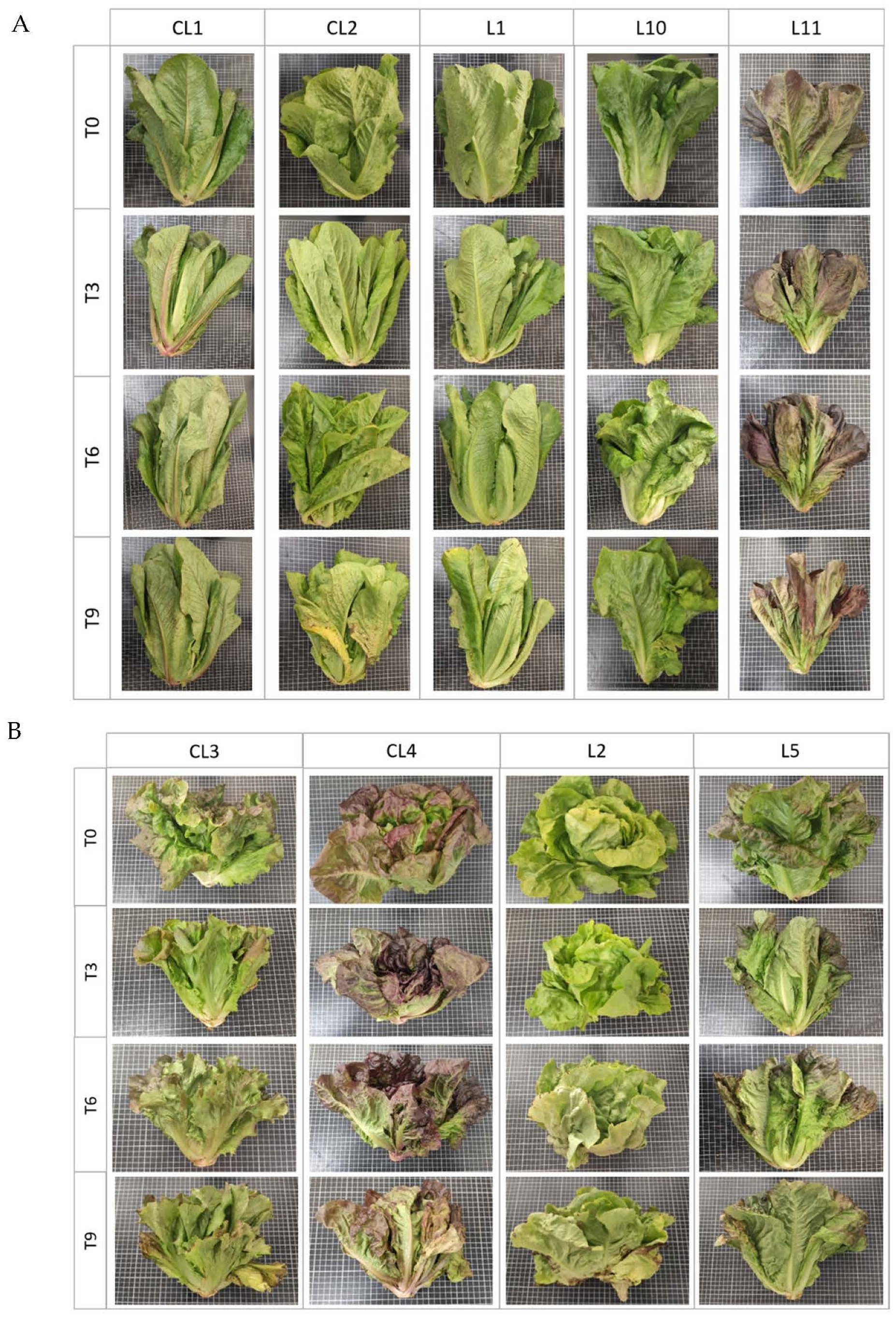 Agronomy 12 00403 g001