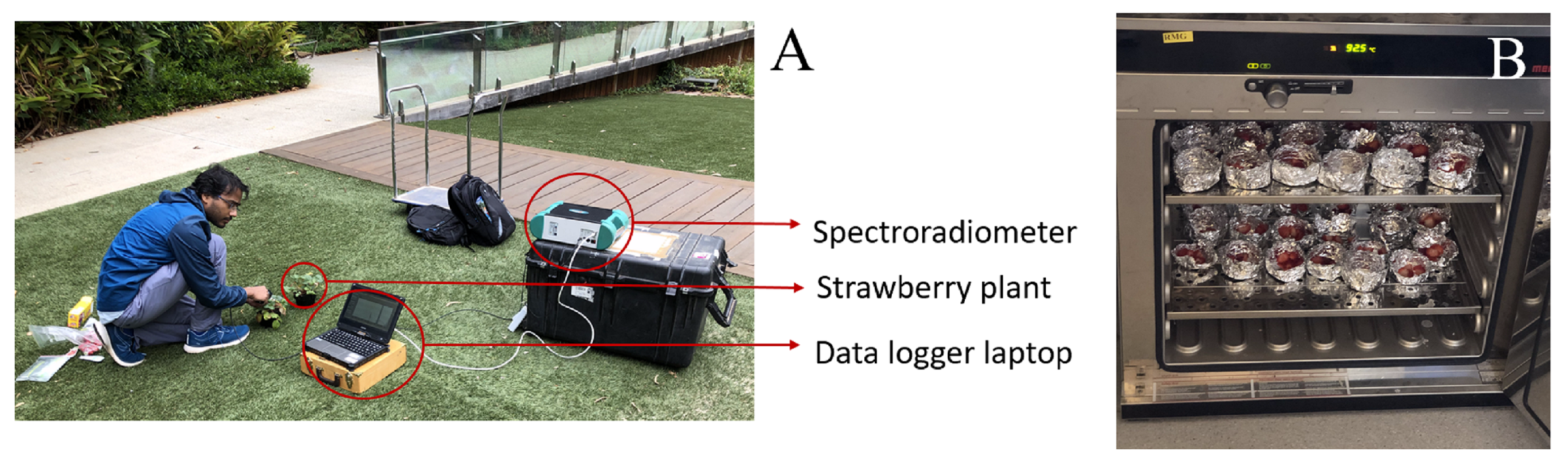 Agronomy 12 00425 g003