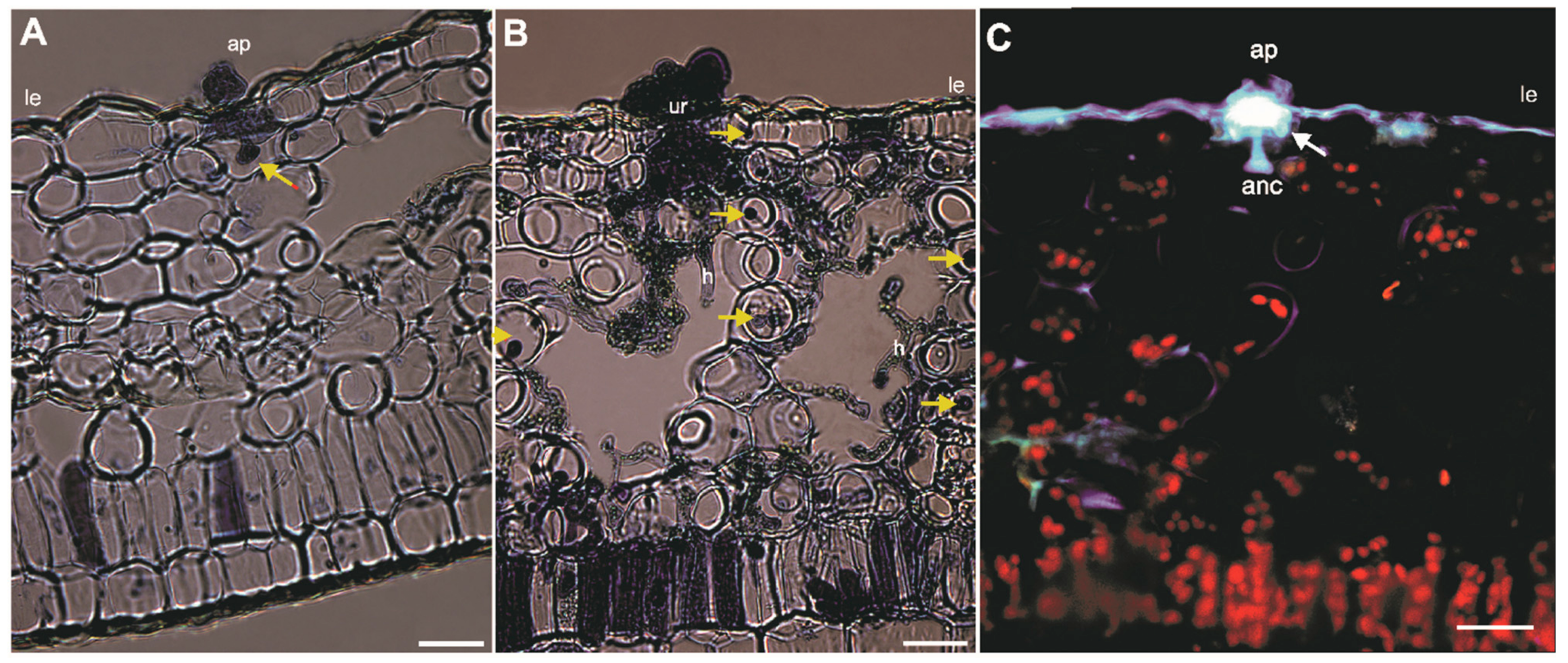 Agronomy 12 00444 g001