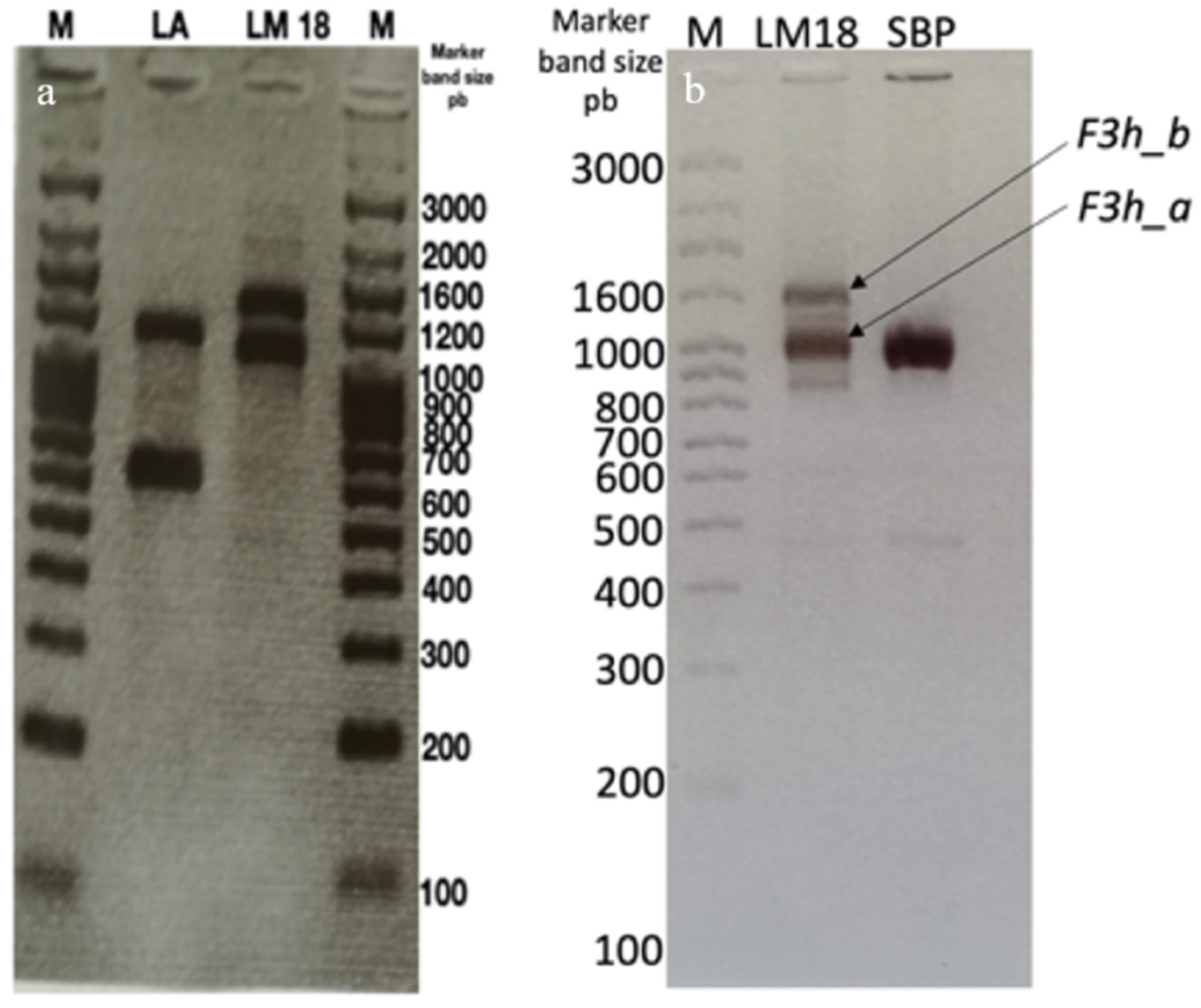 Agronomy 12 00450 g003