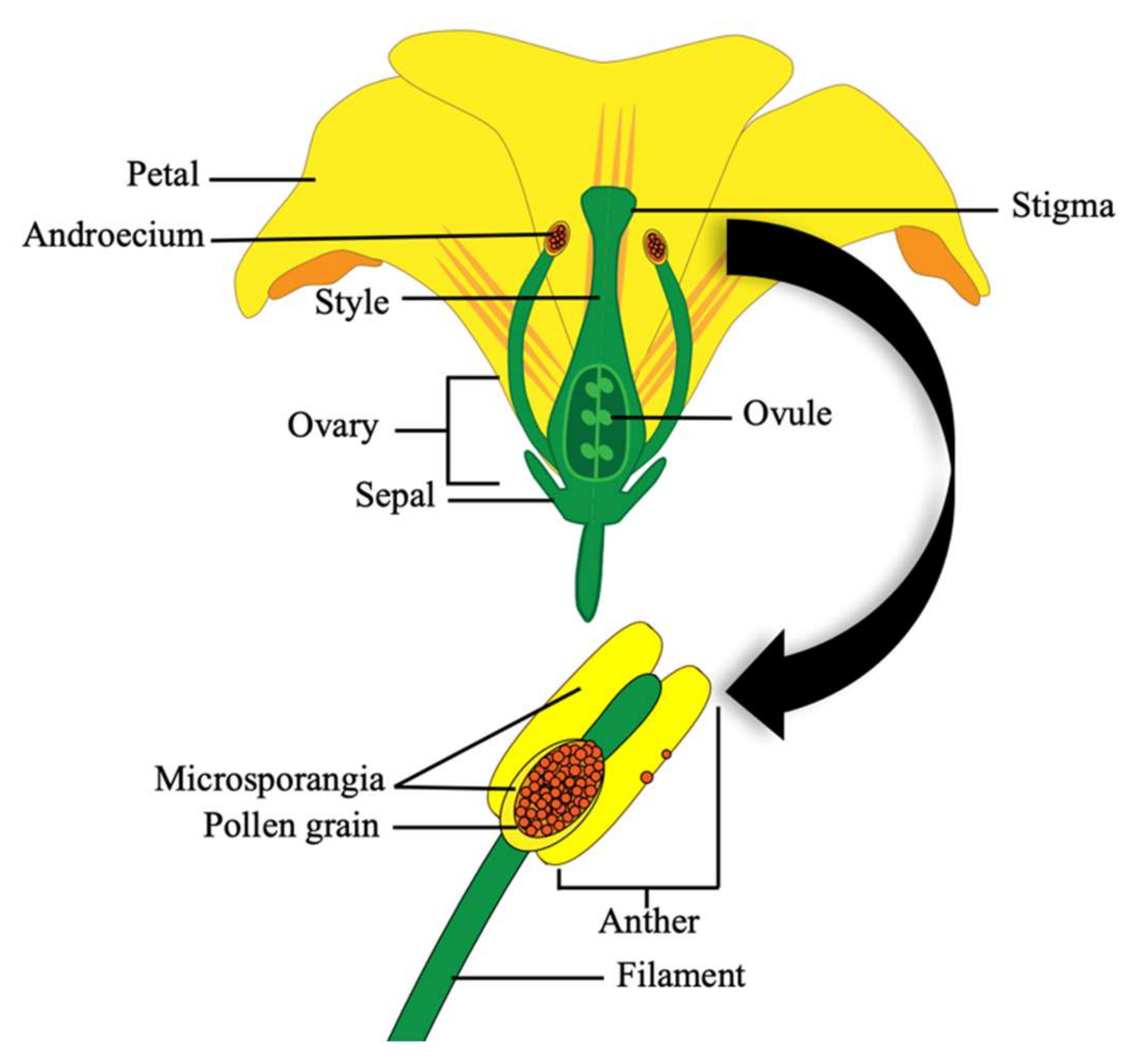 Agronomy 12 00518 g002
