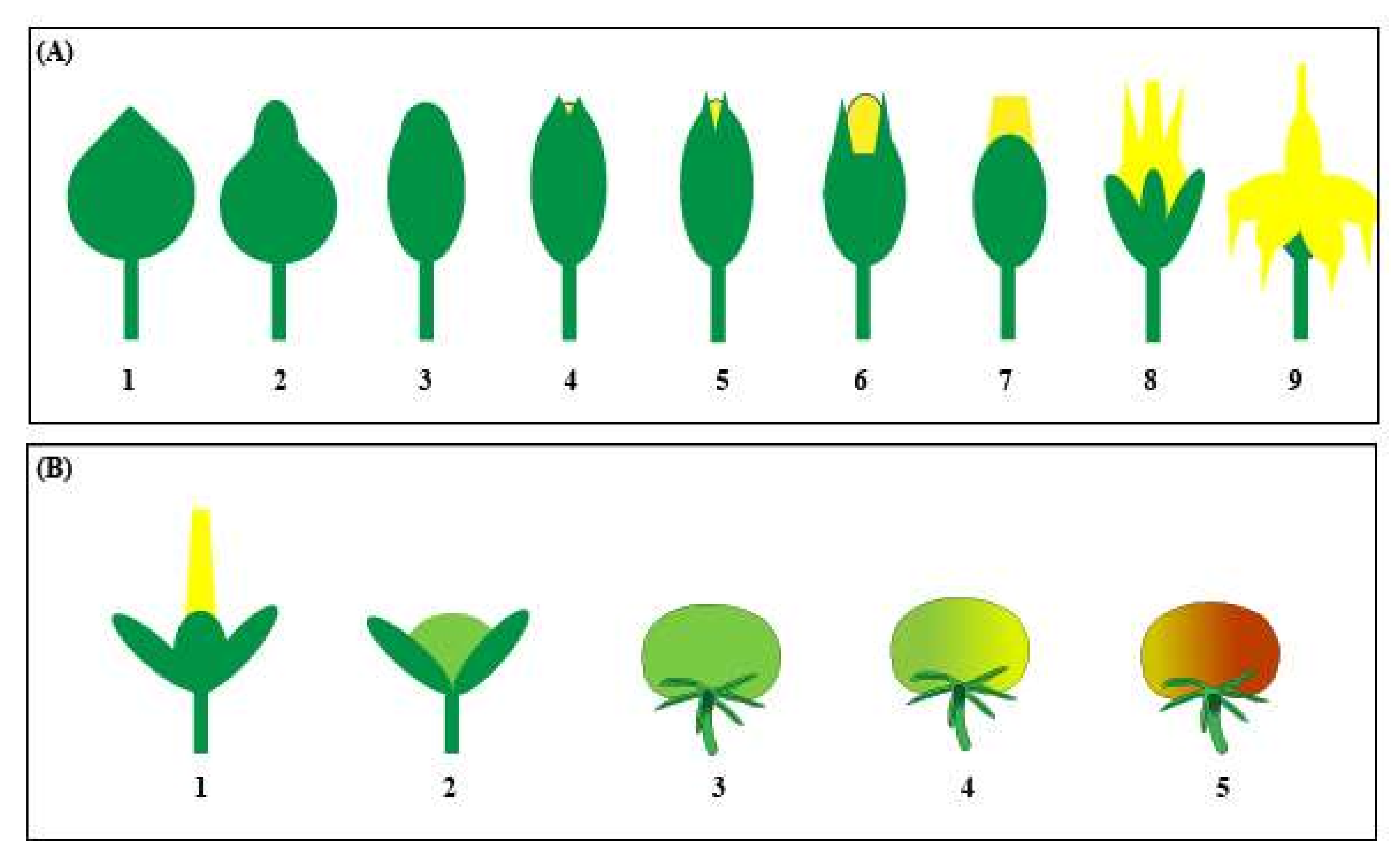 Agronomy 12 00518 g003