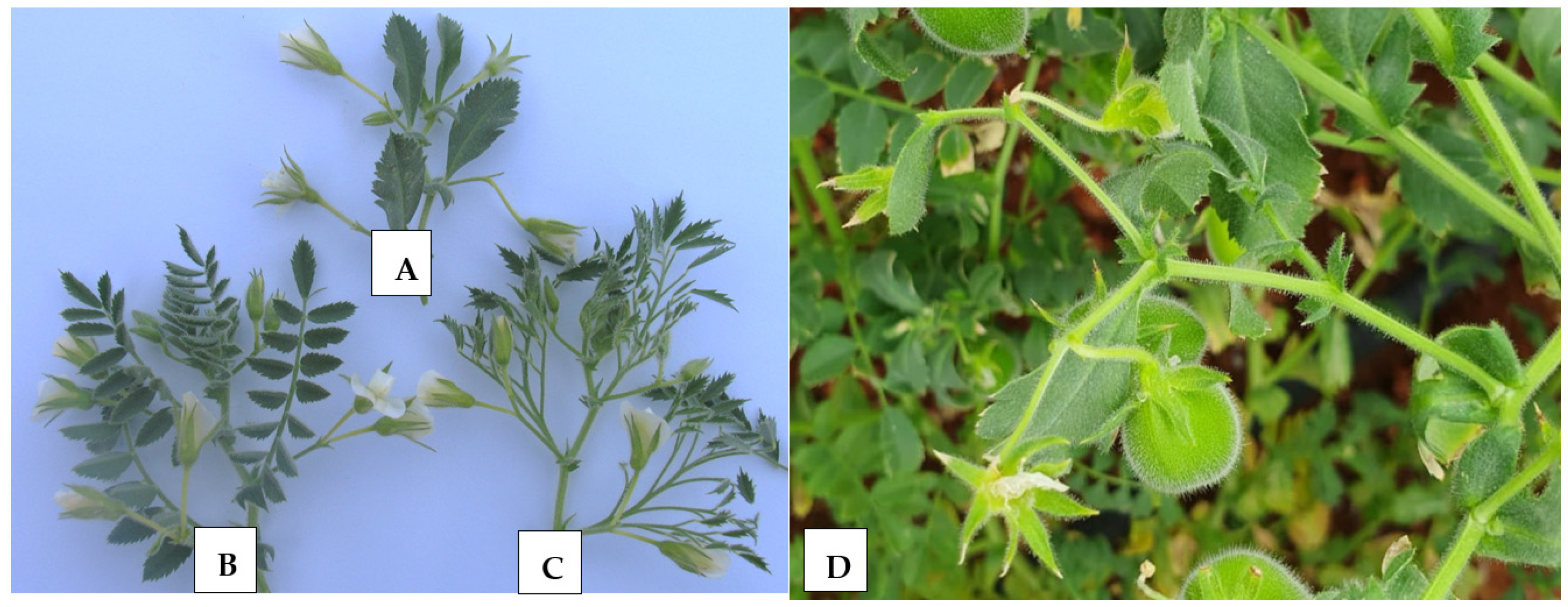 Agronomy 12 00557 g001