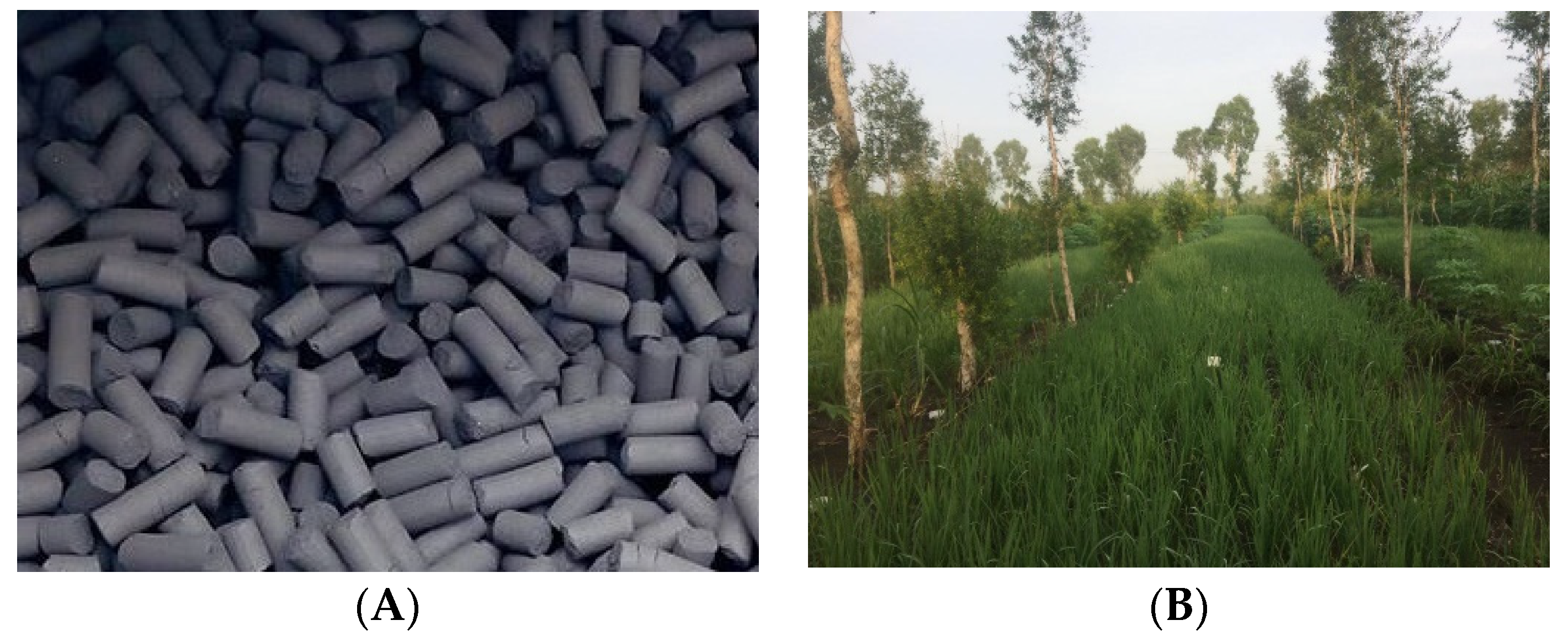 Agronomy 12 00564 g002