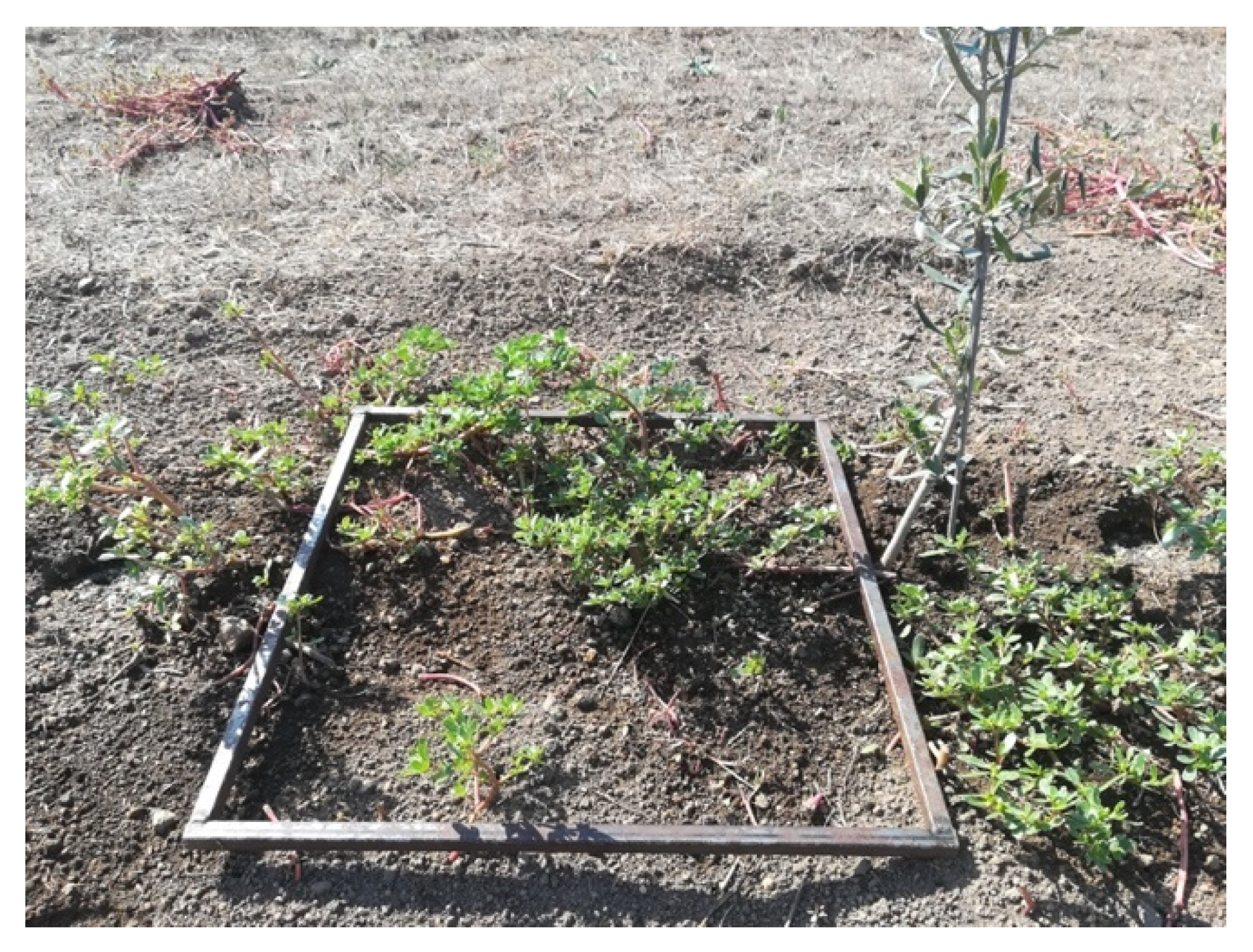 Agronomy 12 00605 g003