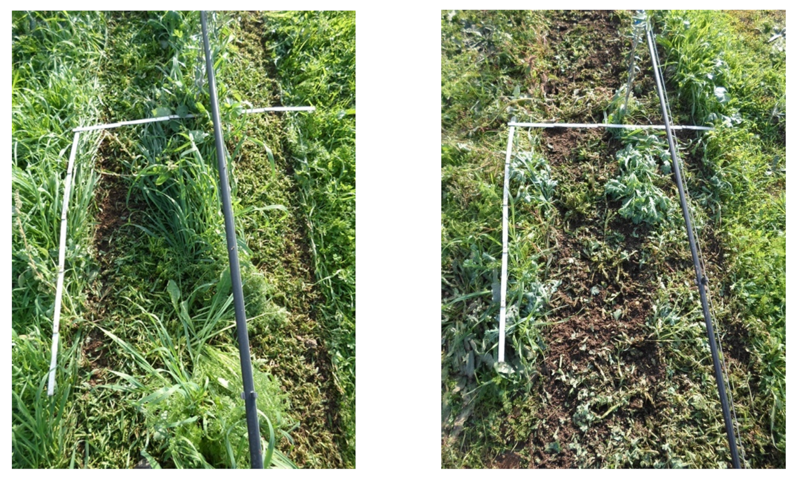 Agronomy 12 00605 g004