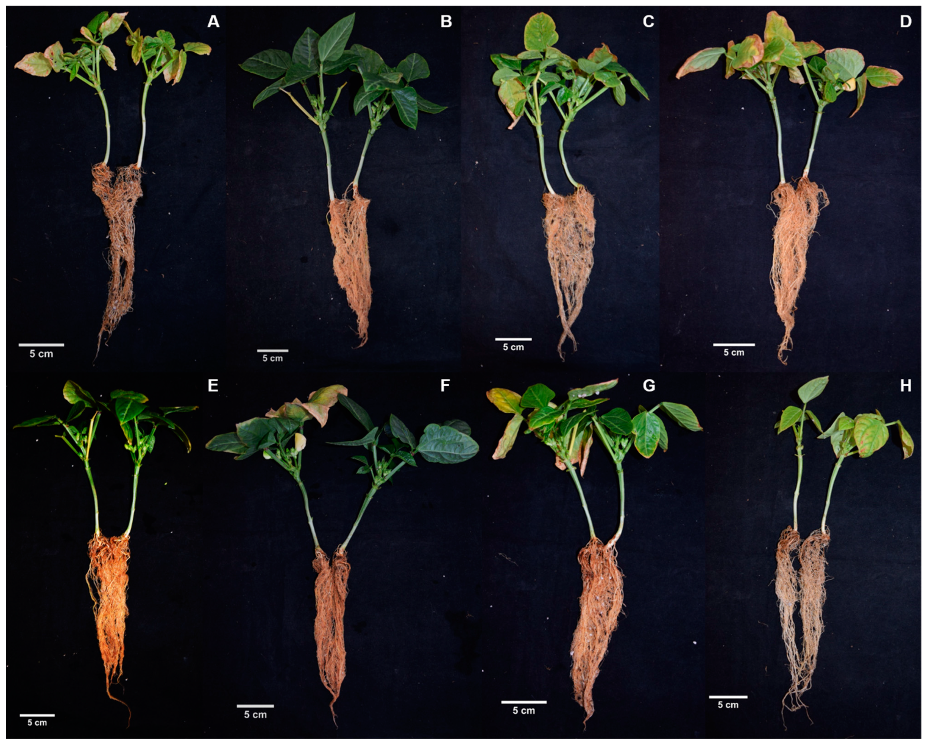 Agronomy 12 00676 g007 Agronomy 12 00676 g007
