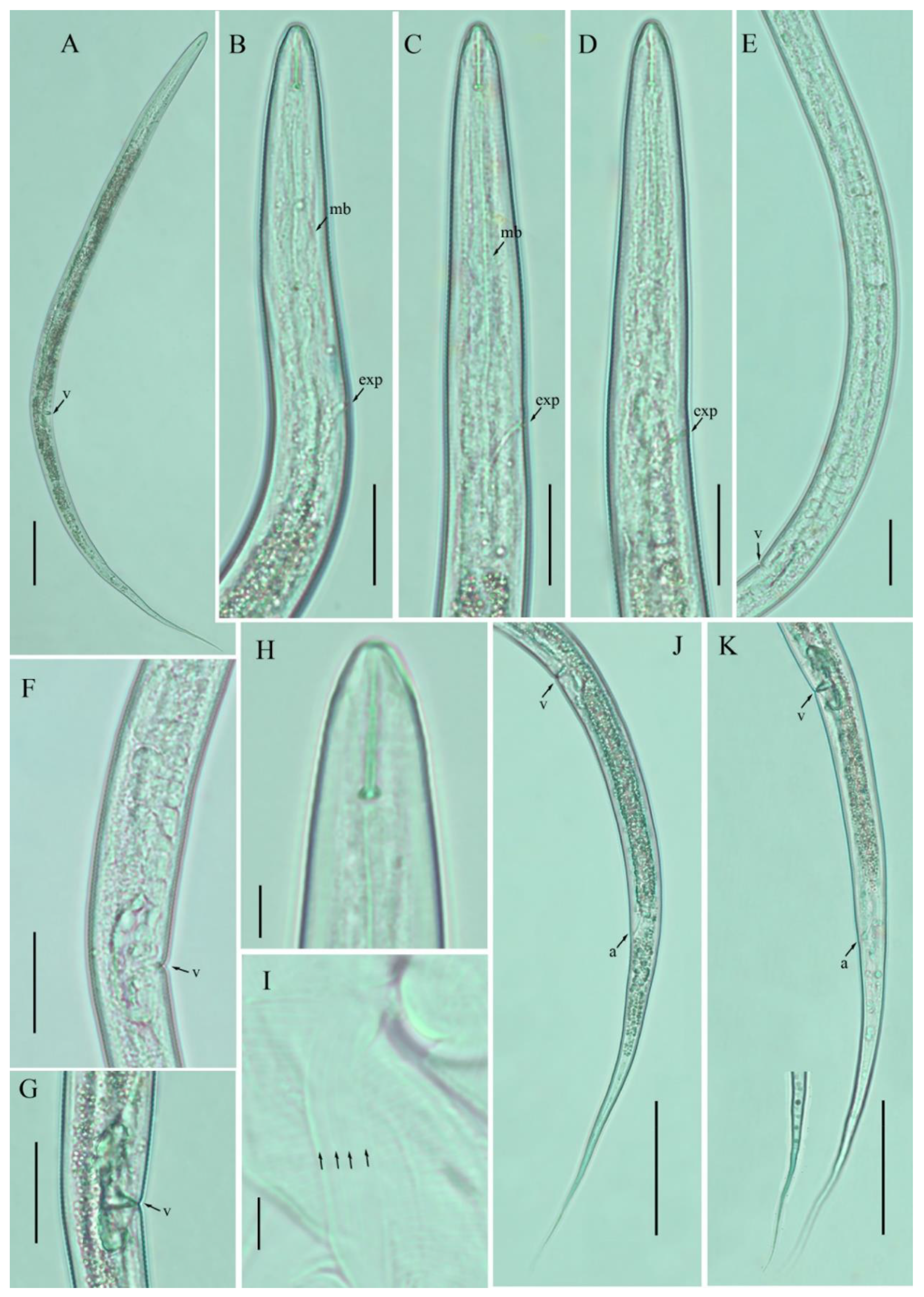 Agronomy 12 00690 g002