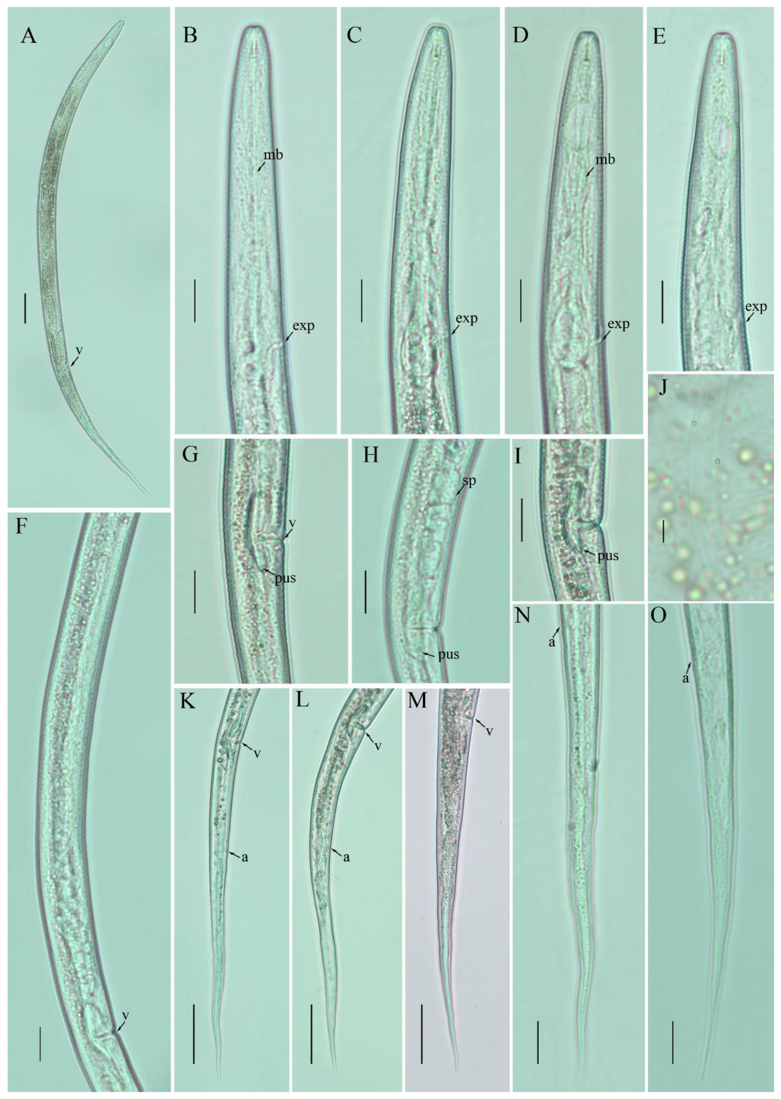 Agronomy 12 00690 g003