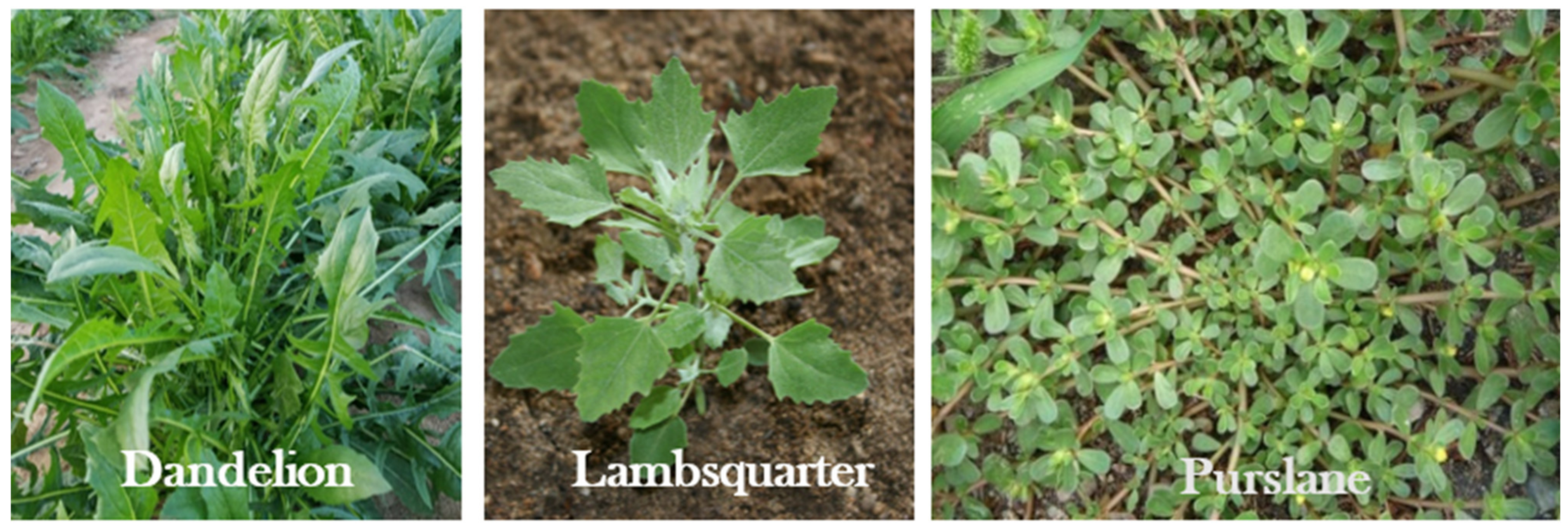 Agronomy 12 00751 g002