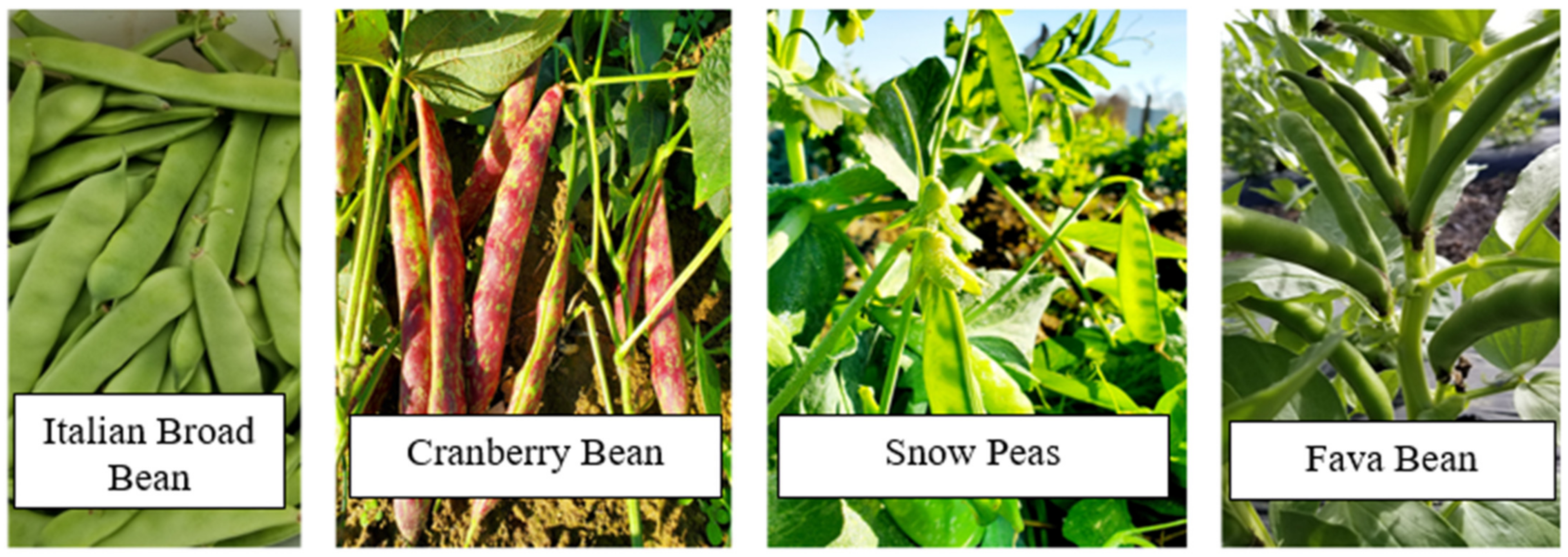 Agronomy 12 00751 g003