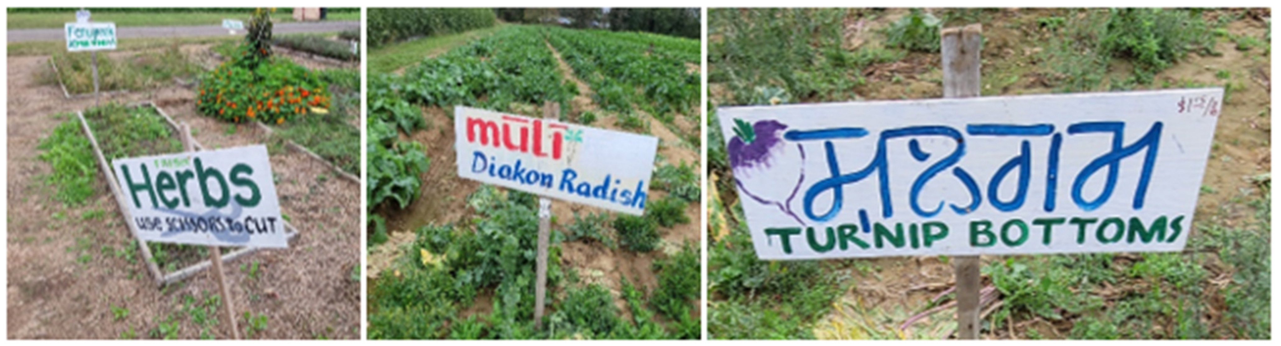 Agronomy 12 00751 g004