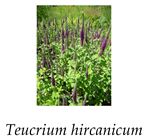 Agronomy 12 00772 i002