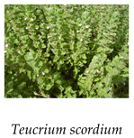 Agronomy 12 00772 i007