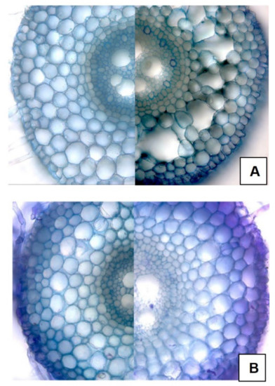 Agronomy 12 00780 g001