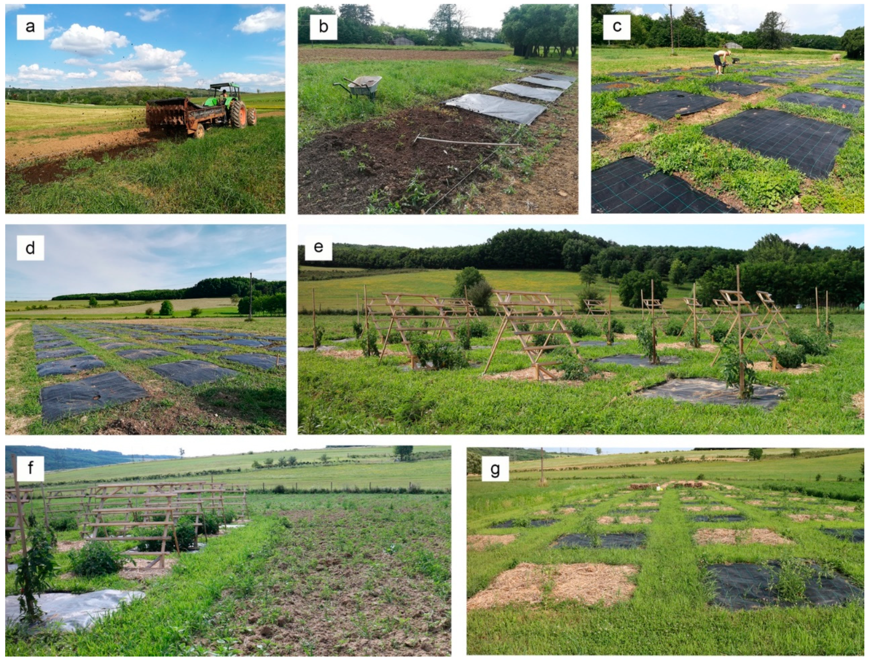 Agronomy 12 00793 g001