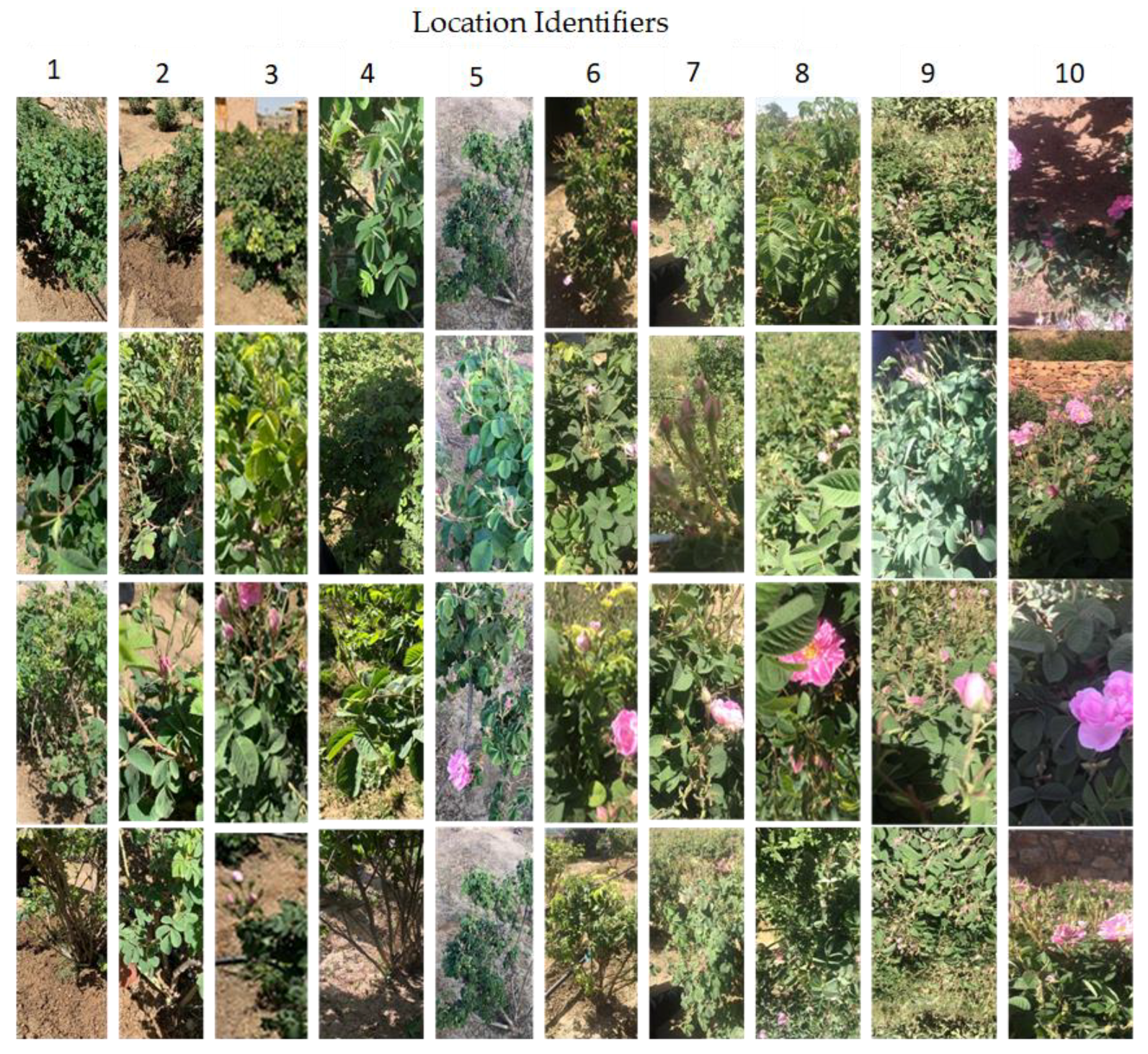 Agronomy 12 00807 g004