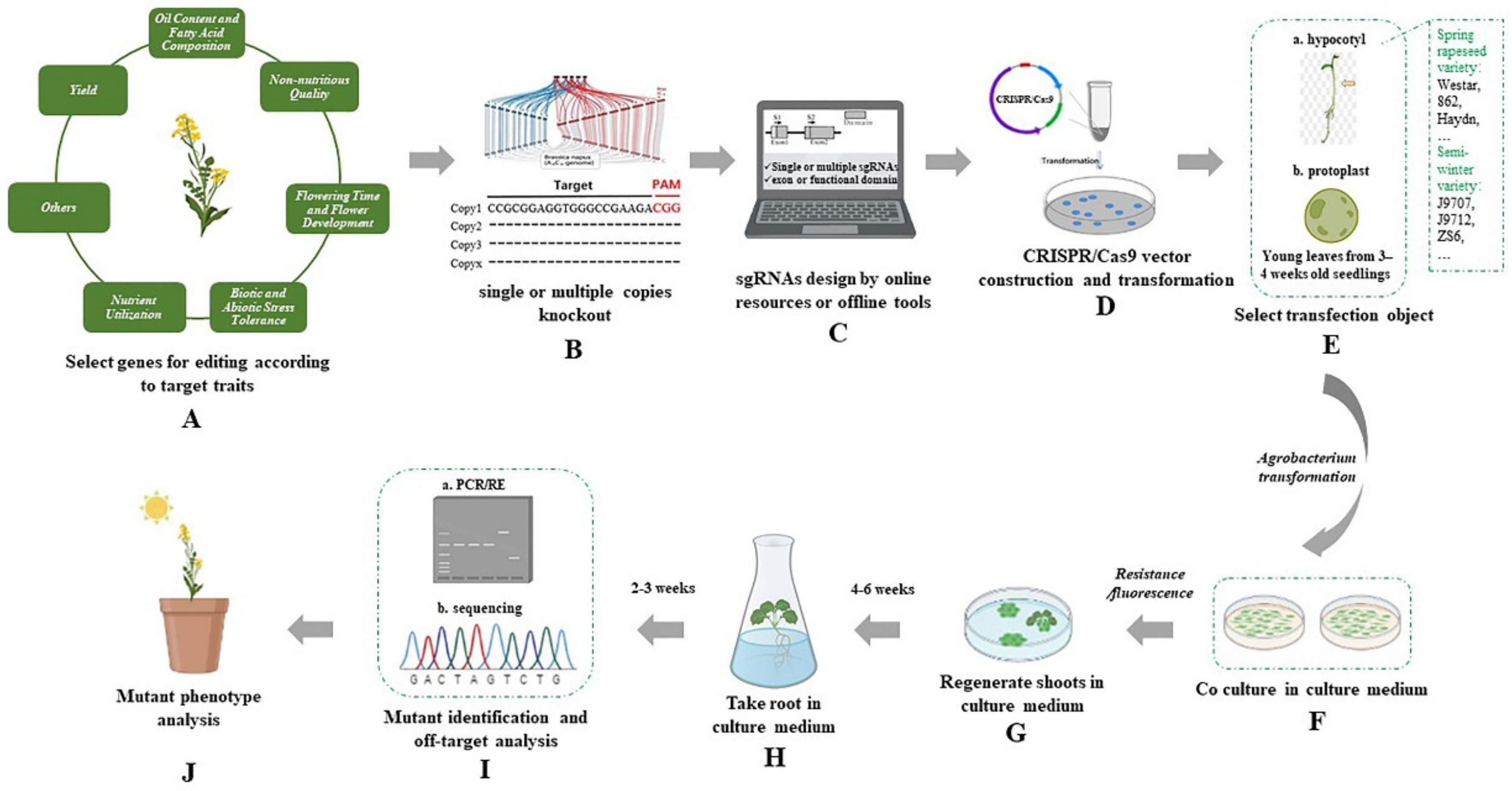 Agronomy 12 00824 g001