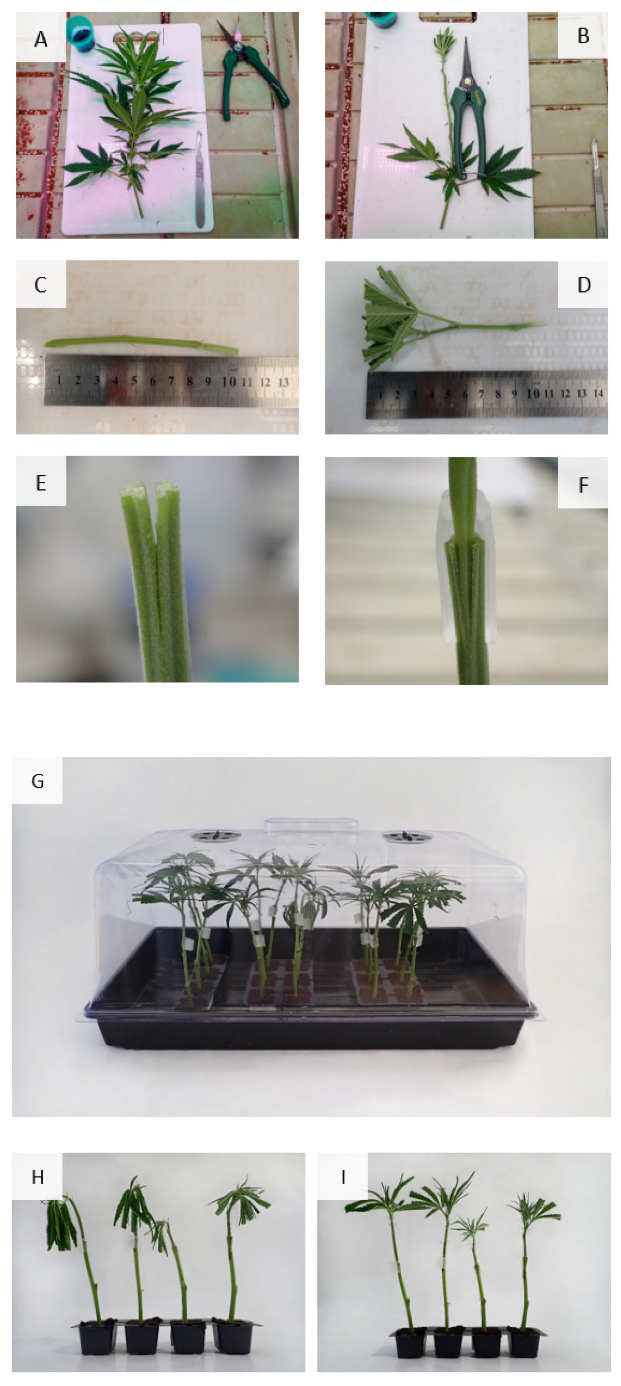 Agronomy 12 00852 g001