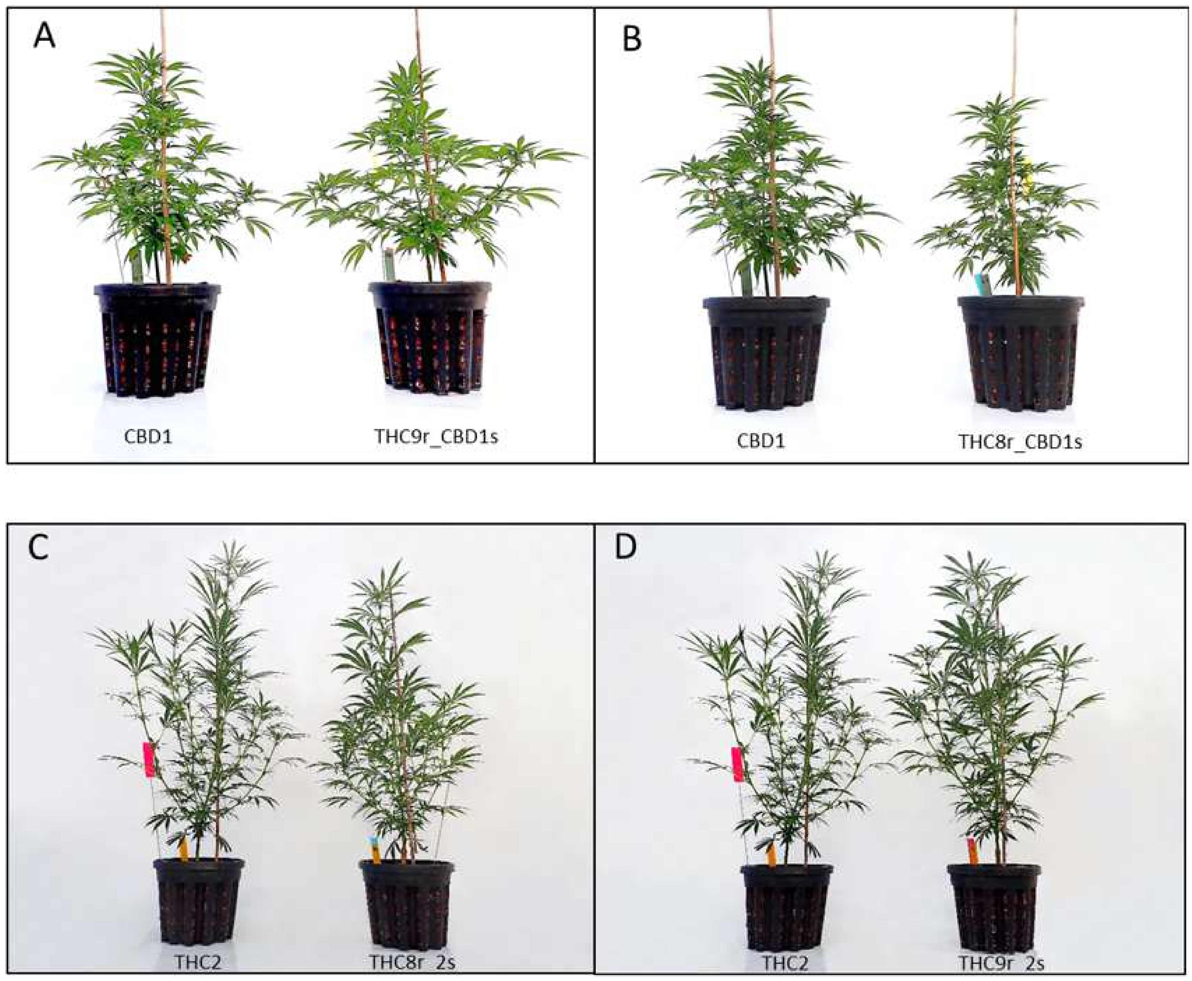 Agronomy 12 00852 g004