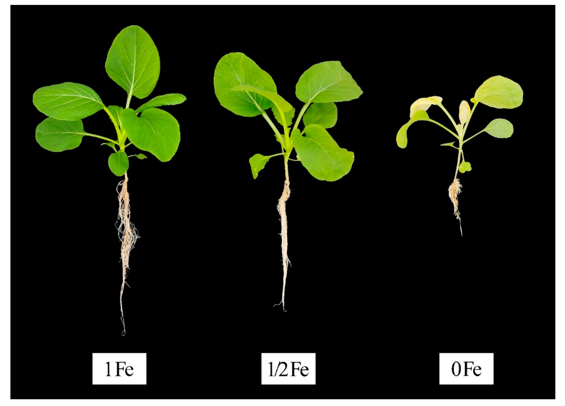 Agronomy 12 00875 g001 Agronomy 12 00875 g001