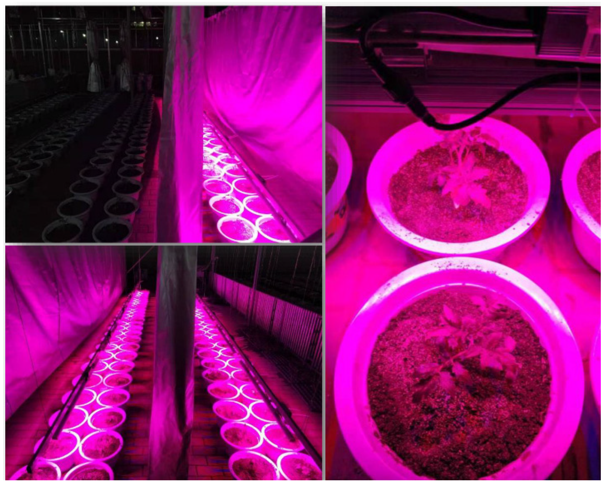 Agronomy 12 00897 g001