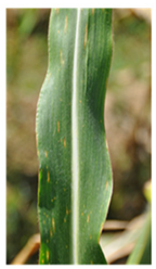 Agronomy 12 00906 i001