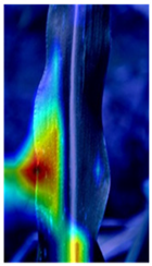 Agronomy 12 00906 i005