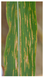 Agronomy 12 00906 i006