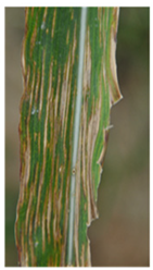 Agronomy 12 00906 i011