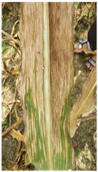 Agronomy 12 00906 i016