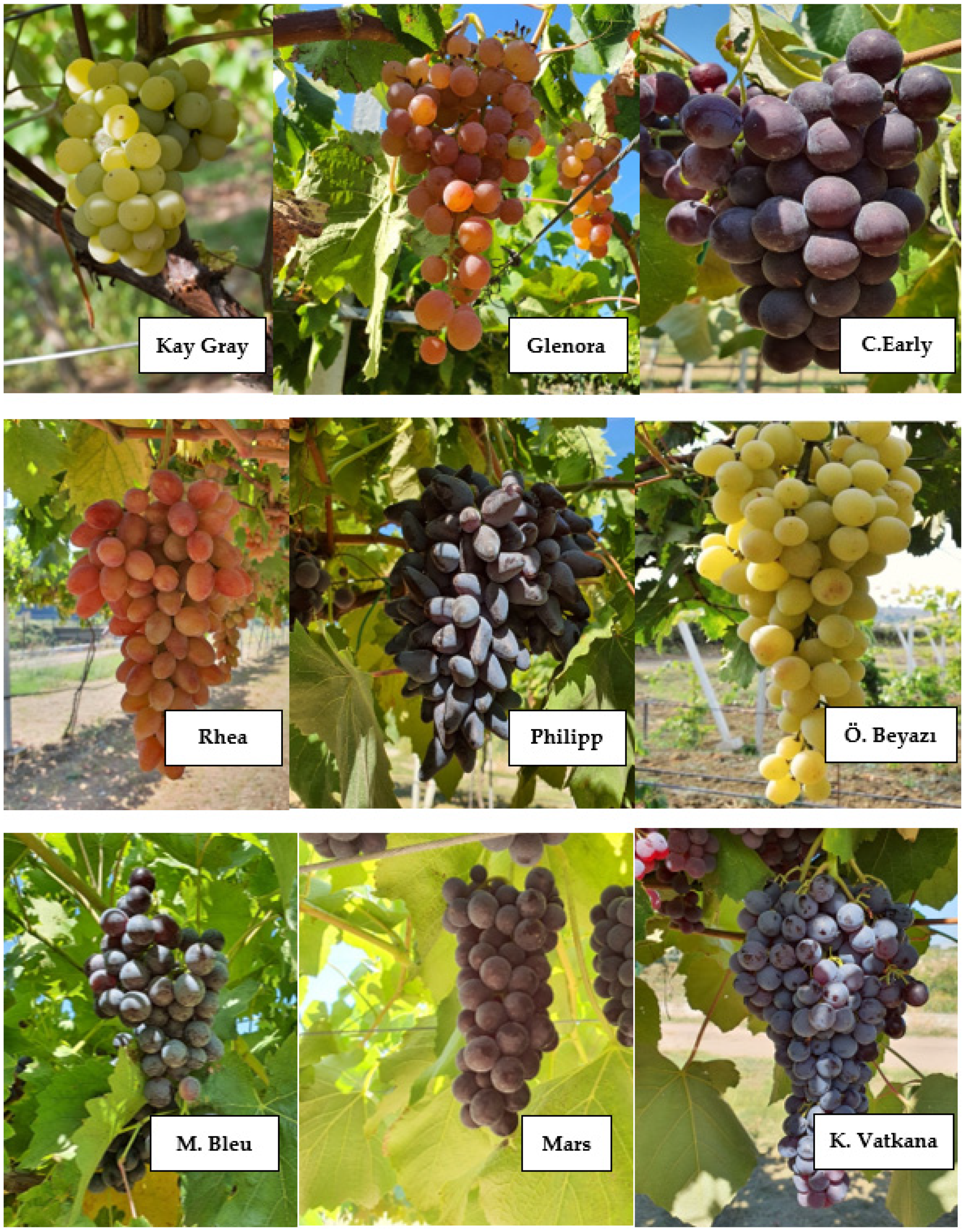 Agronomy 12 00909 g001