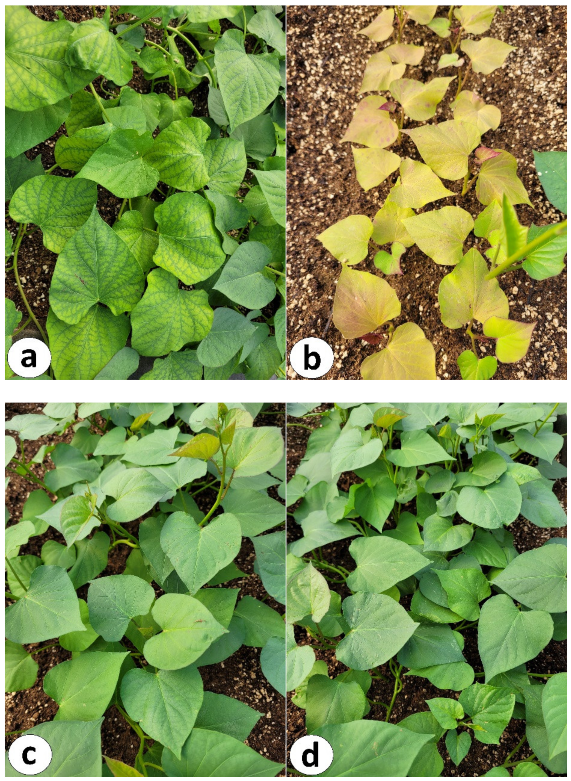 Agronomy 12 00928 g003