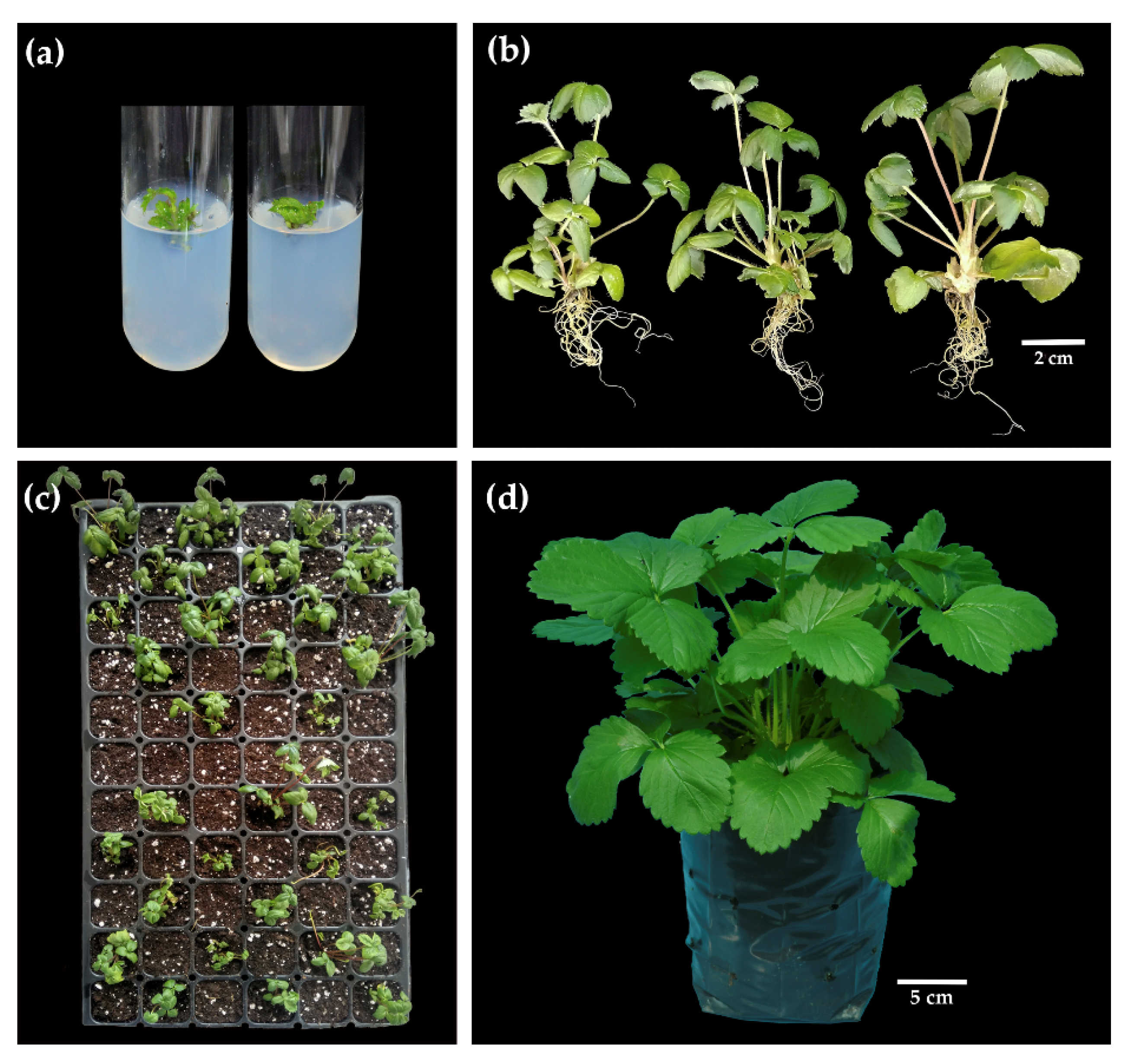 Agronomy 12 00968 g001