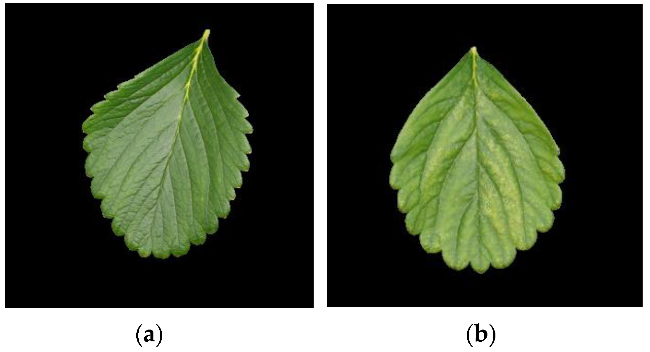 Agronomy 12 00981 g004