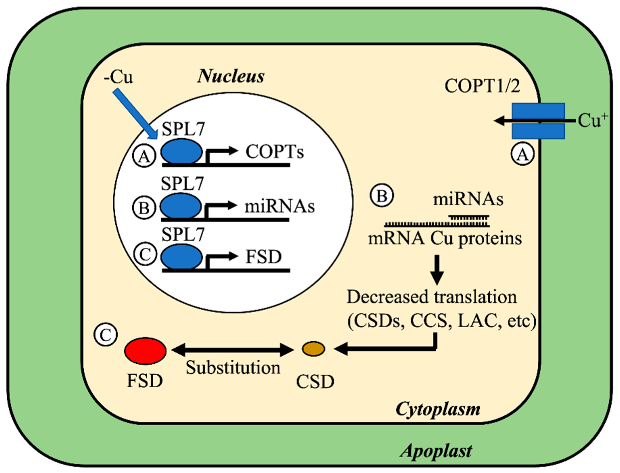 Agronomy 12 00994 g001